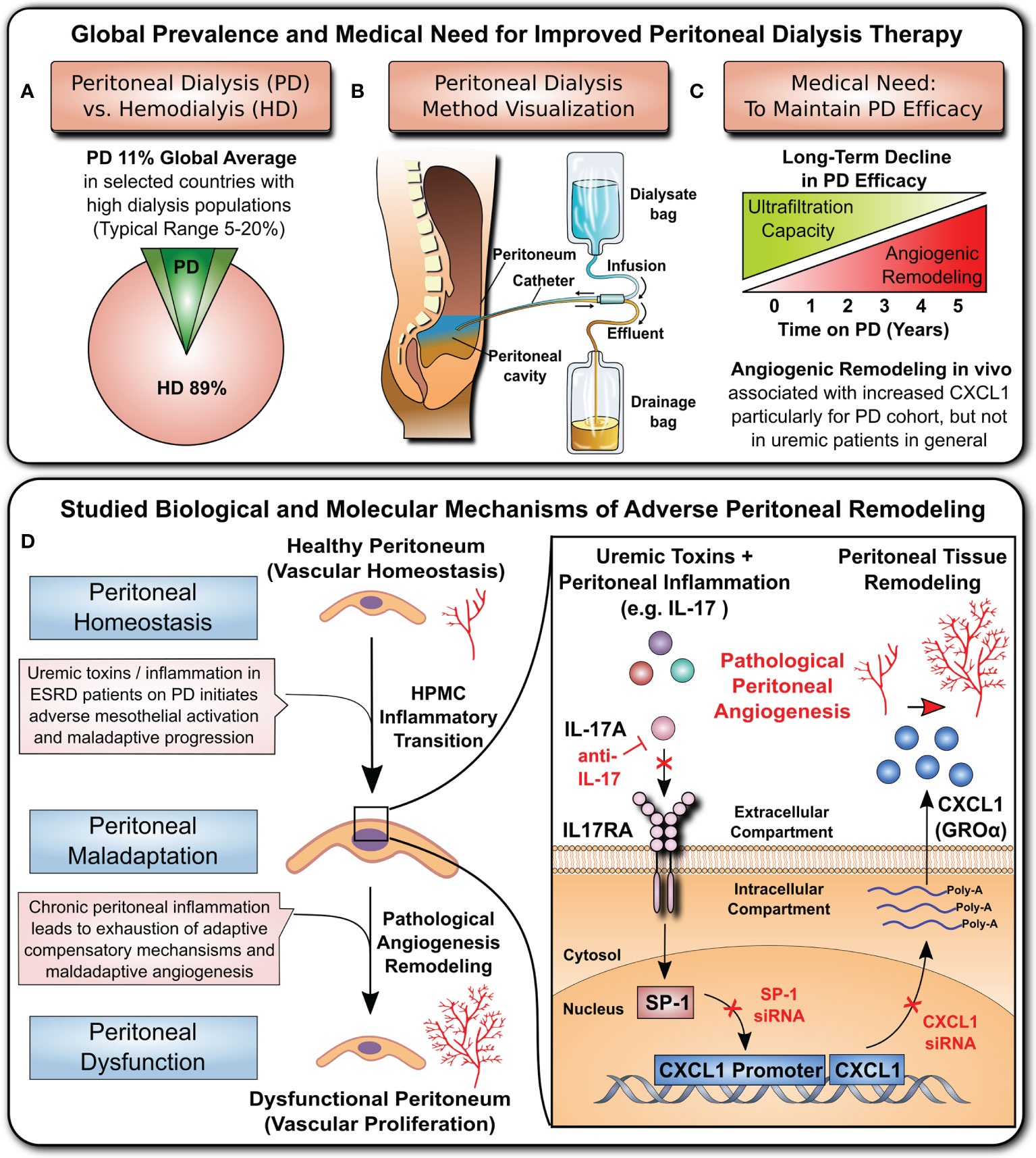 Frontiers | Angiogenic Role of Mesothelium-Derived Chemokine CXCL1