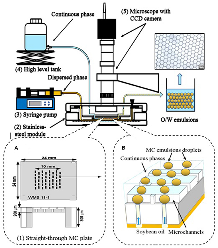 3. Location of the emulsifier at the oil/water interface in an O/W