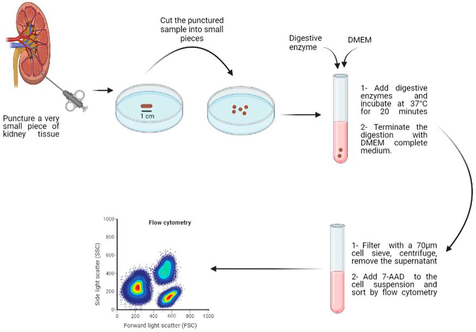 Enzyme-free Cell Dissociation Solution