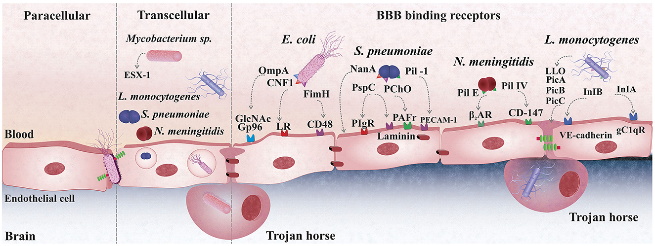 PDF) Cerebrospinal fluid lactate level as a diagnostic biomarker for  bacterial meningitis in children