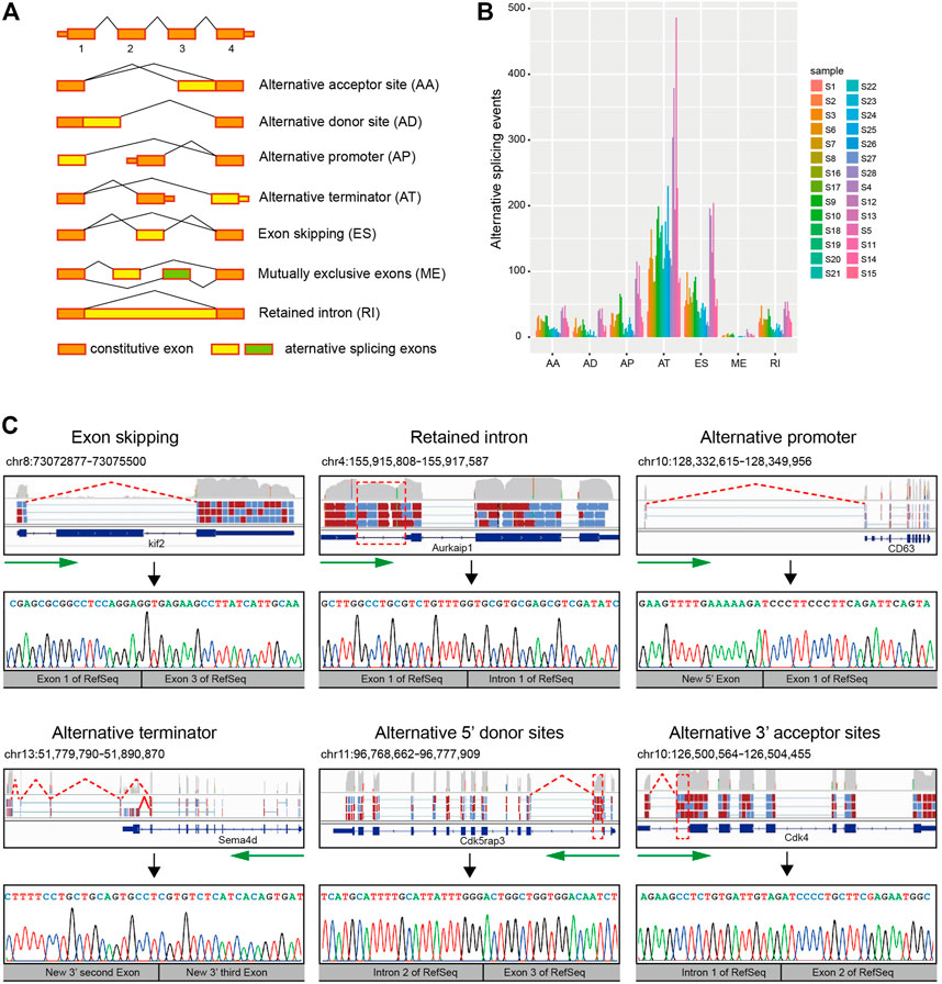 Frontiers  Single-cell detection of primary transcripts, their