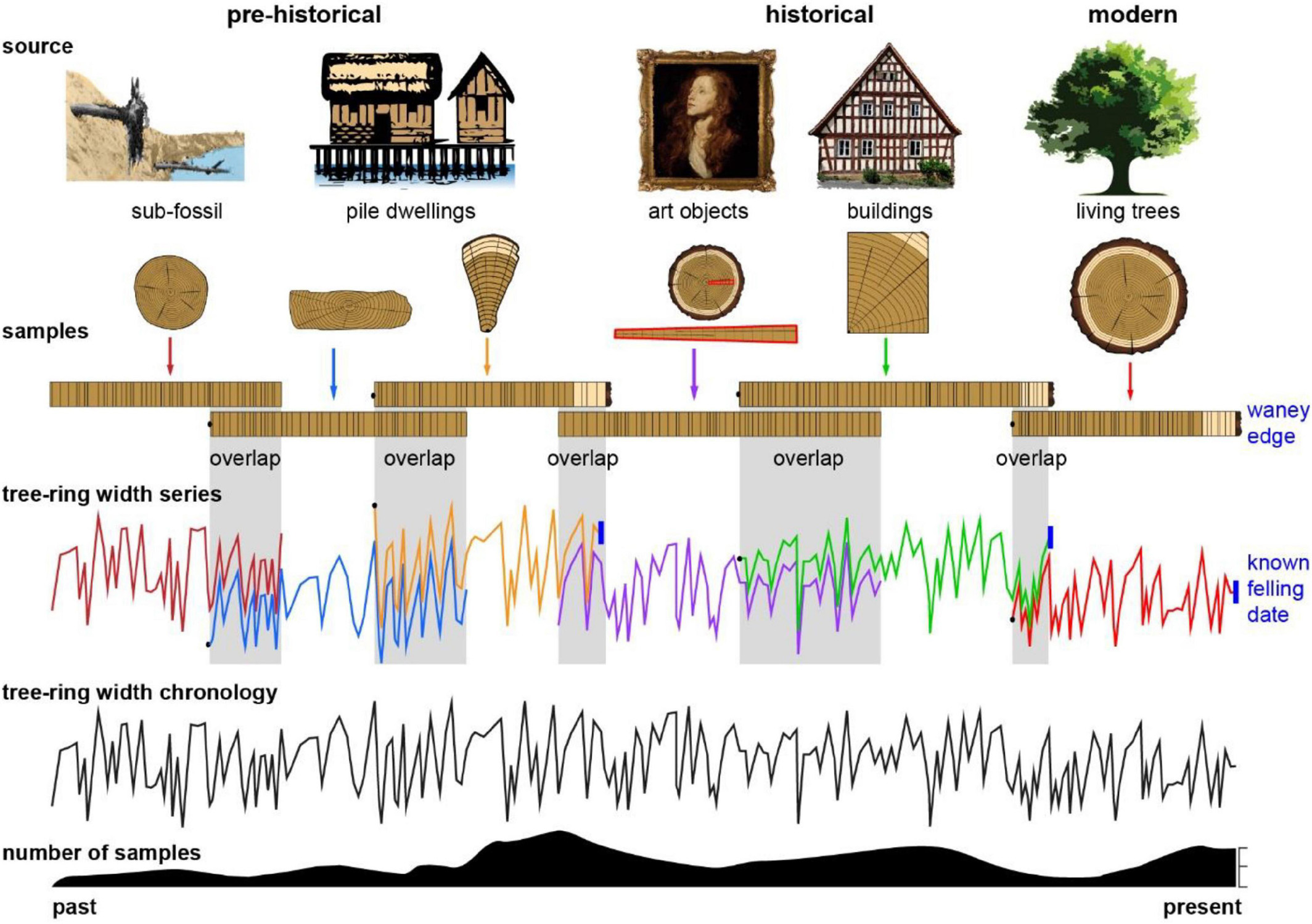 PDF) The interpretation of archaeological tree-ring dates