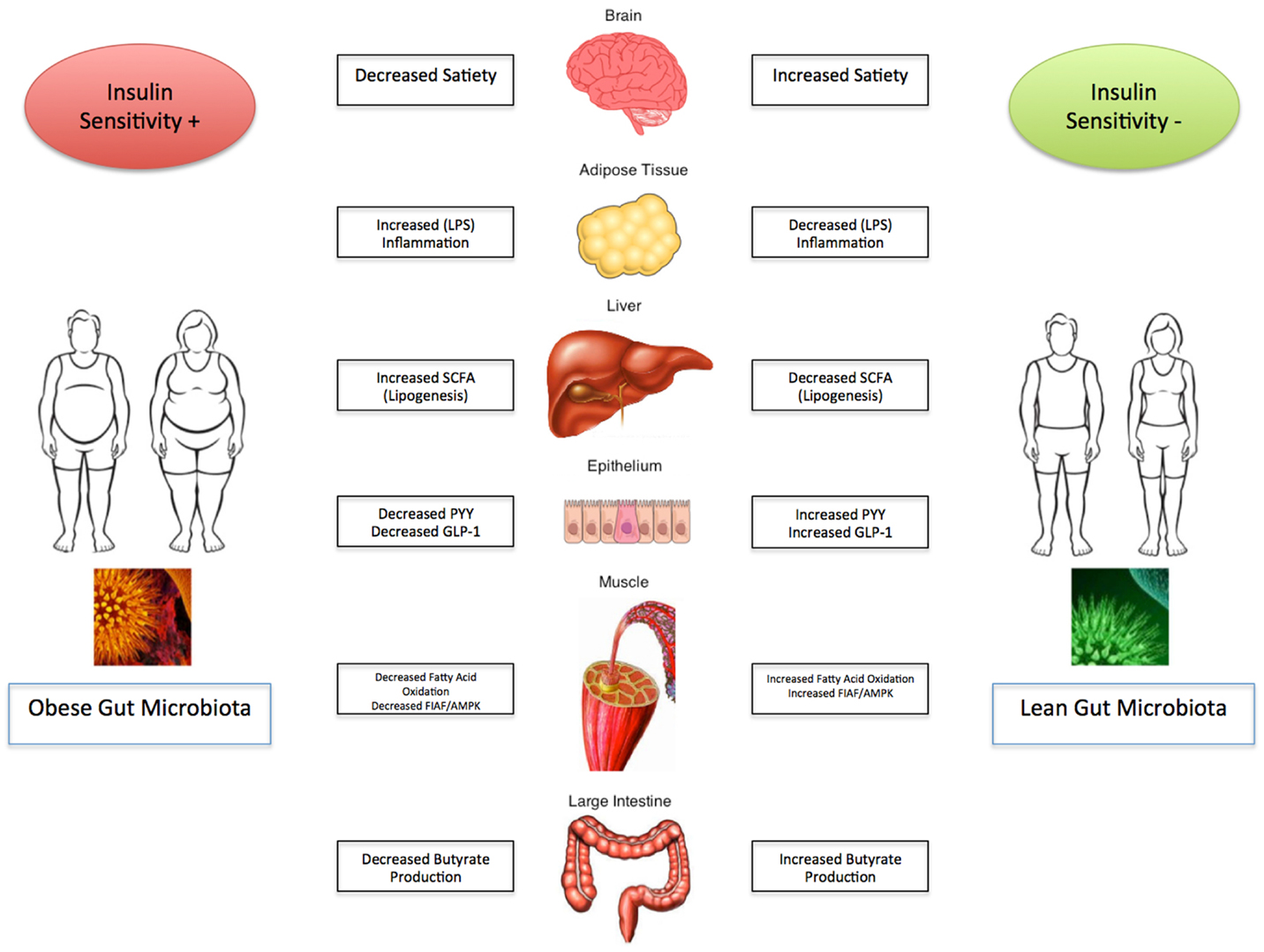 Schizophrenia and obesity: May the gut microbiota serve as a link for the  pathogenesis? - Wu - 2023 - iMeta - Wiley Online Library