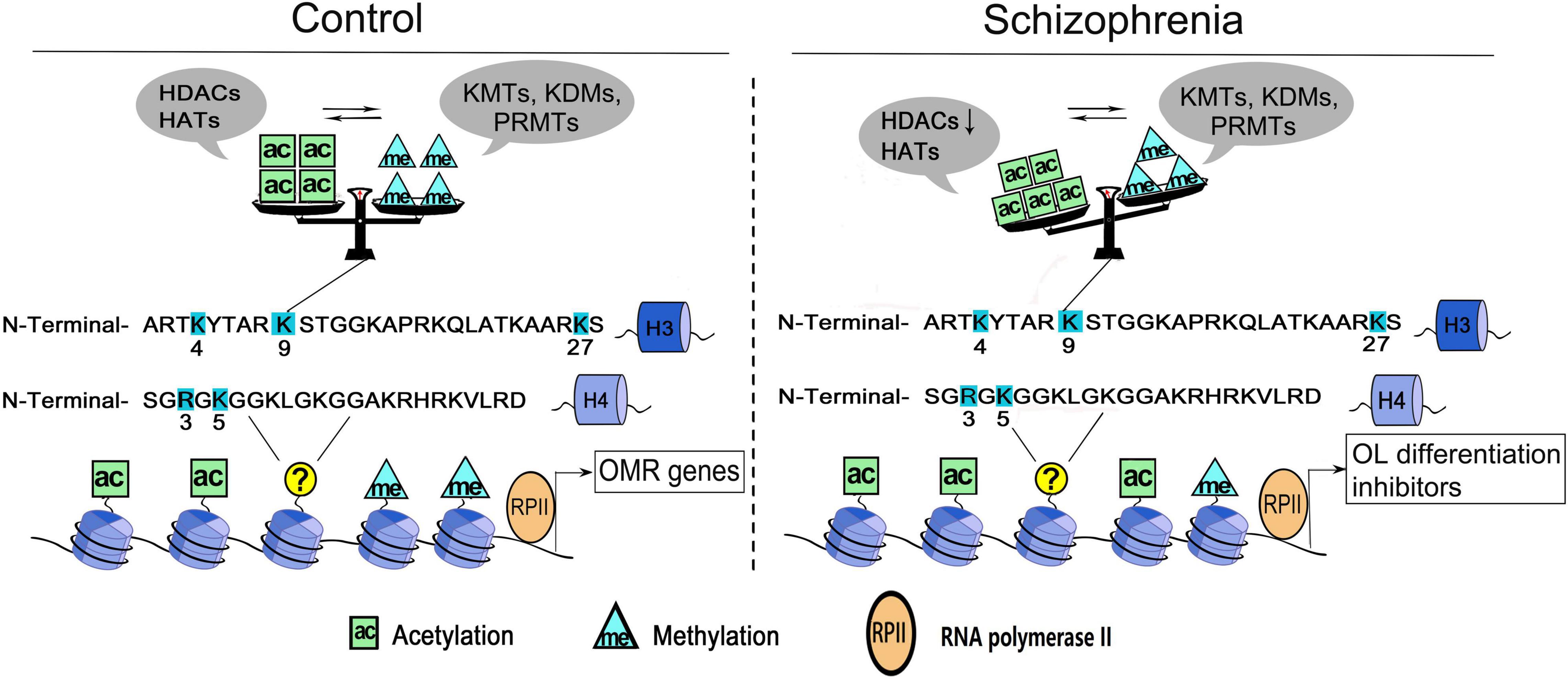 Frontiers  Epigenetics in Alzheimer's Disease