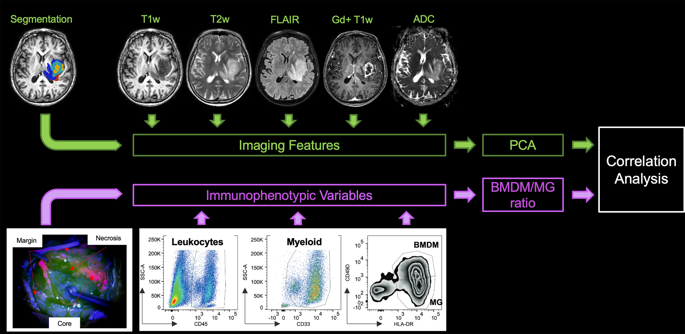 Frontiers  Multiparametric magnetic resonance imaging-derived