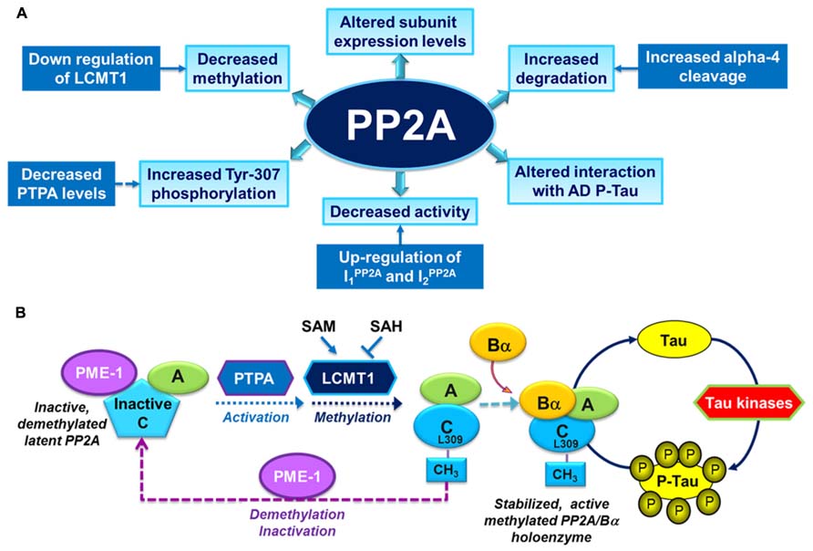 「pp2a」の画像検索結果