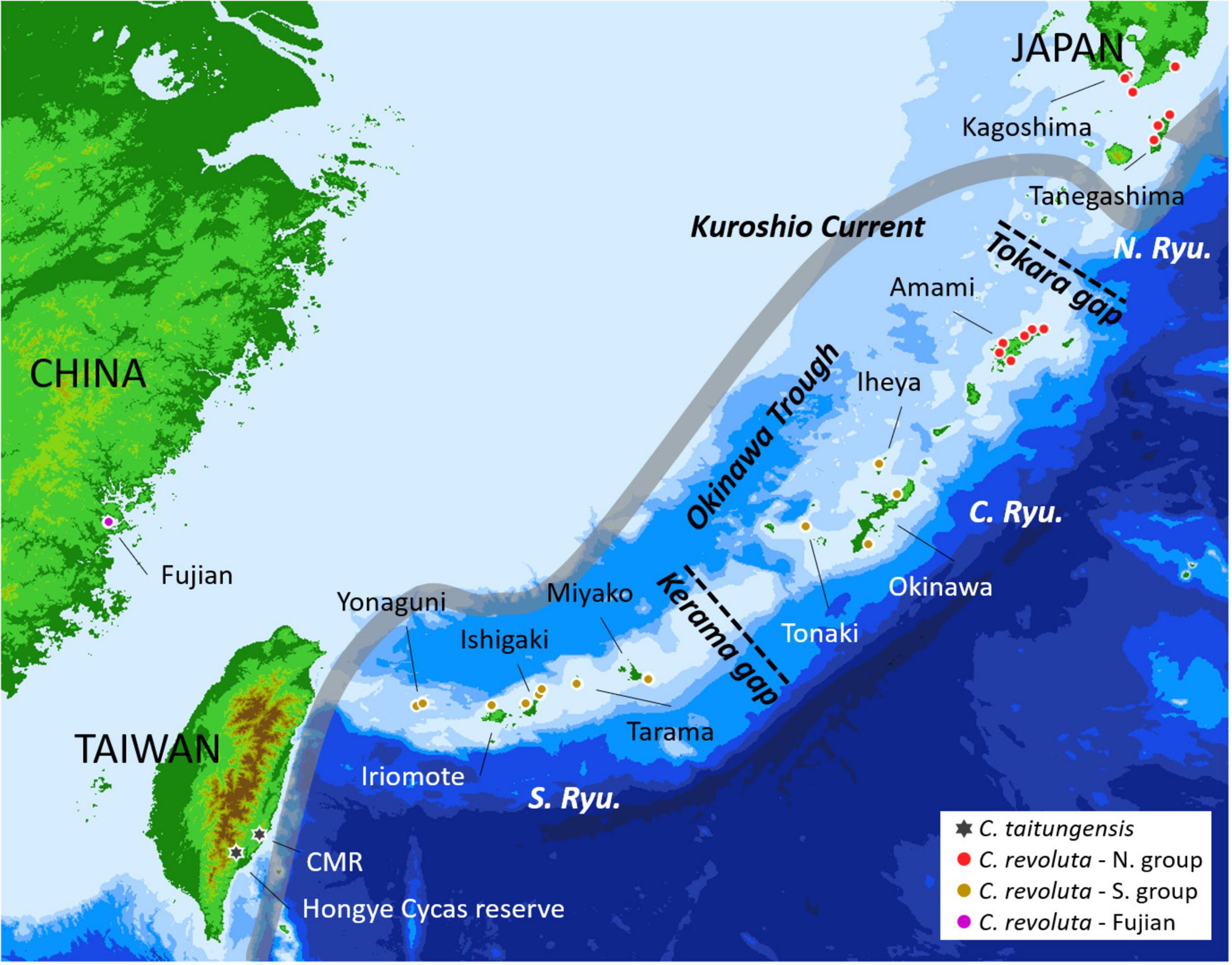 Uofsc Biology Major Map Frontiers | Divergence With Gene Flow And Contrasting Population Size Blur  The Species Boundary In Cycas Sect. Asiorientales, As Inferred From  Morphology And Rad-Seq Data | Plant Science