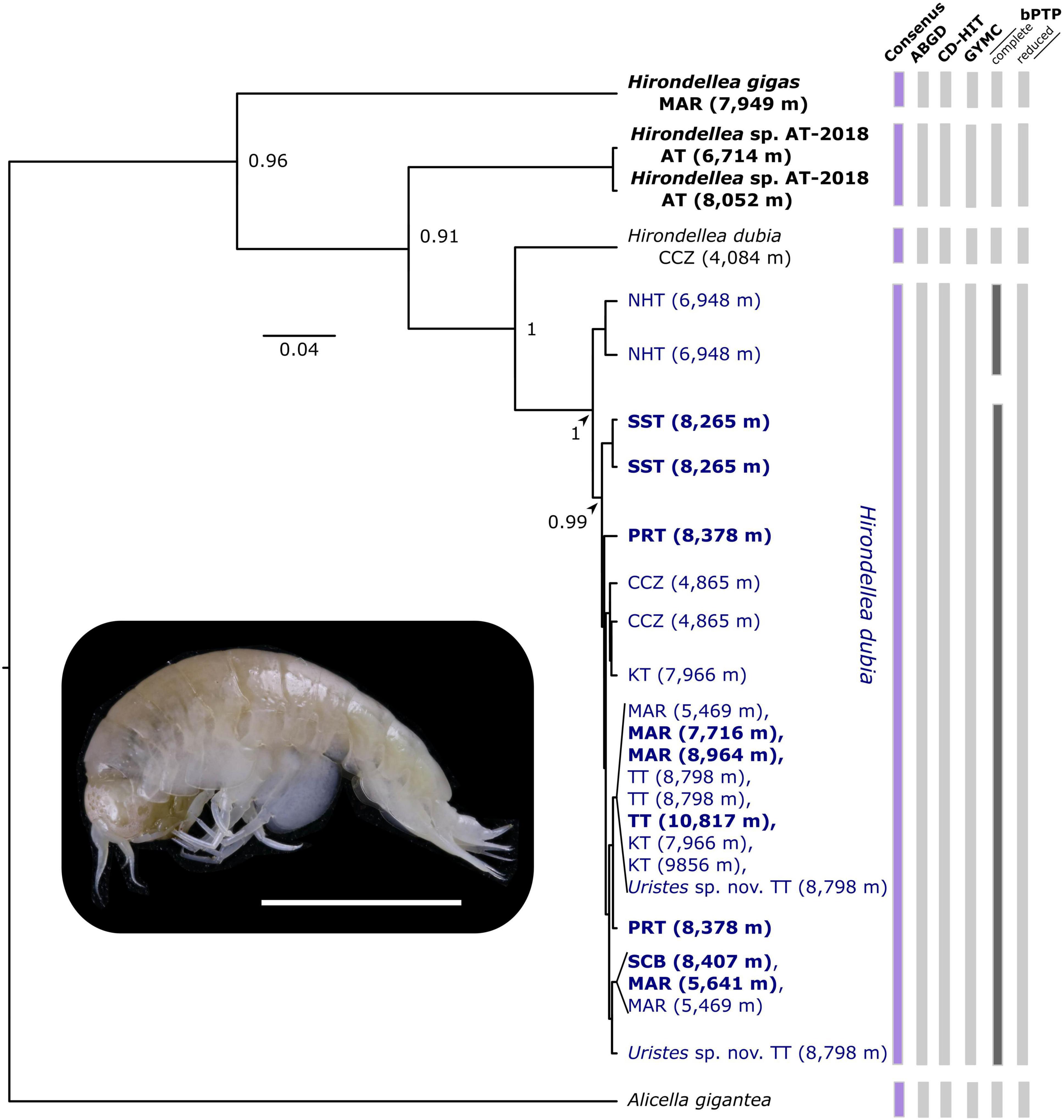 Amphipod hadal The Hadal