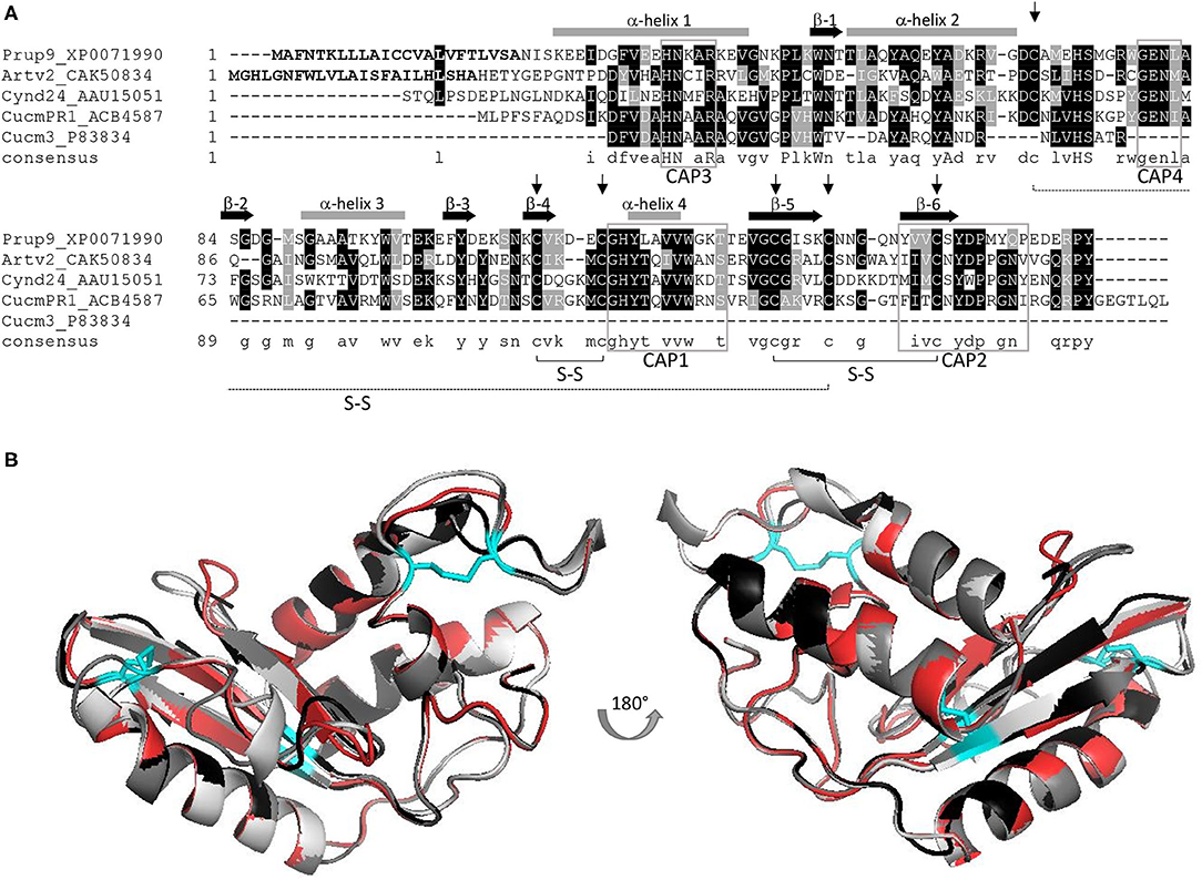 Frontiers  Allergenic Properties and Molecular Characteristics of PR-1  Proteins
