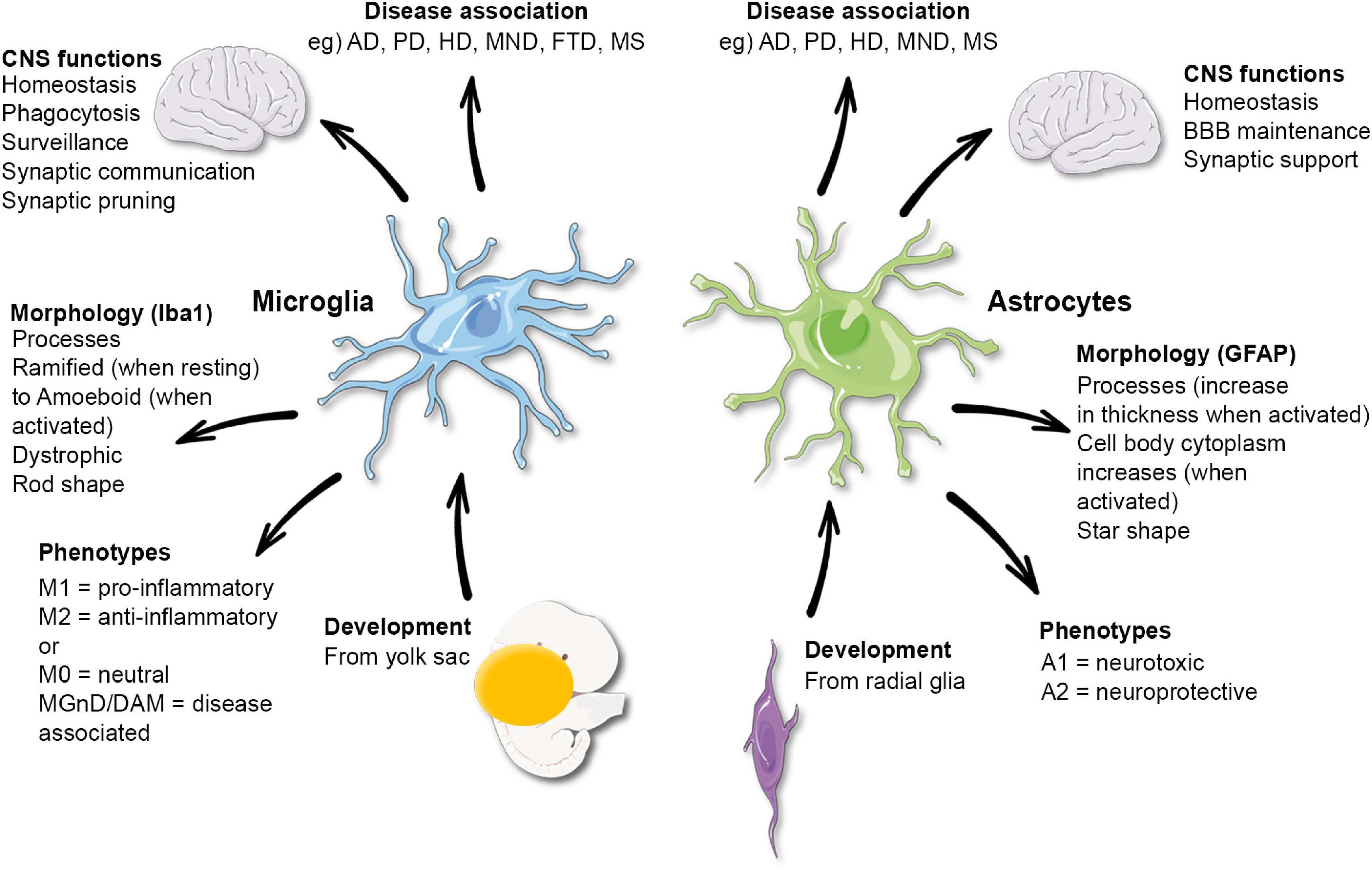 Frontiers | Microglia and Astrocyte Function and Communication: What Do ...