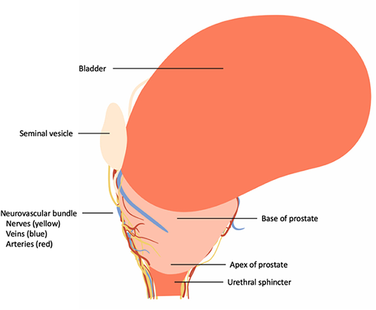 bladder base anatomy