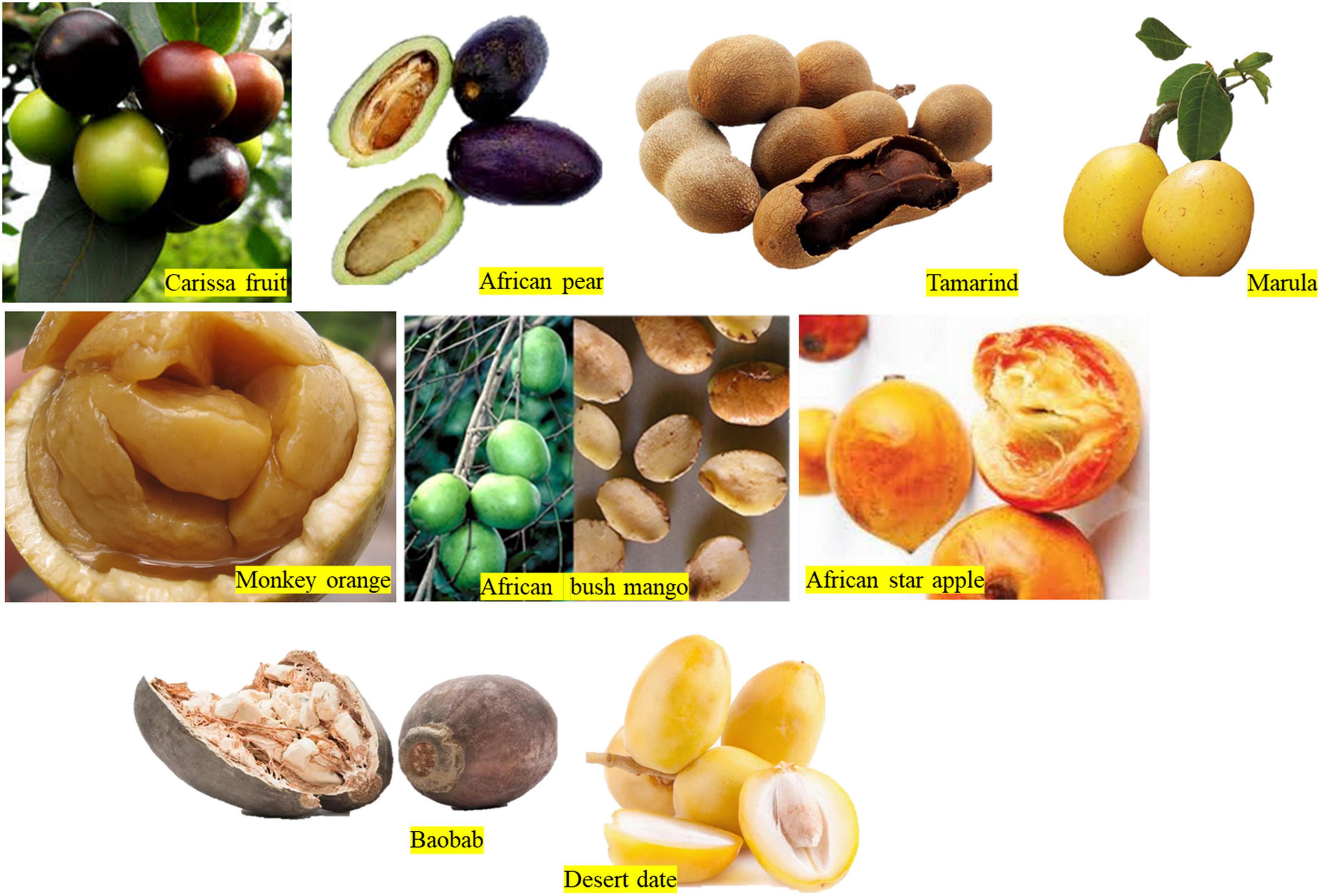 Frontiers Classification Of African Native Plant Foods Based On Their frontiers-classification-of-african-native-plant-foods-based-on-their