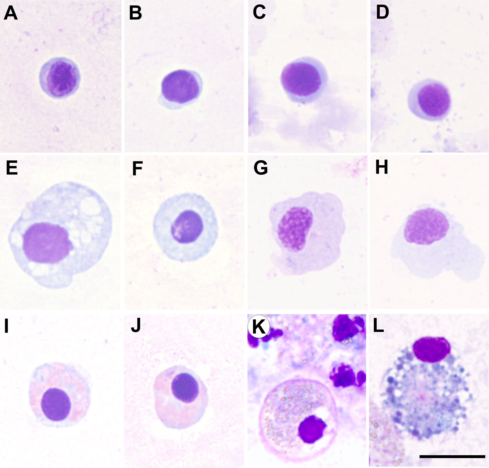 The Scope of Blood Grouping in the Elucidation of Problems of