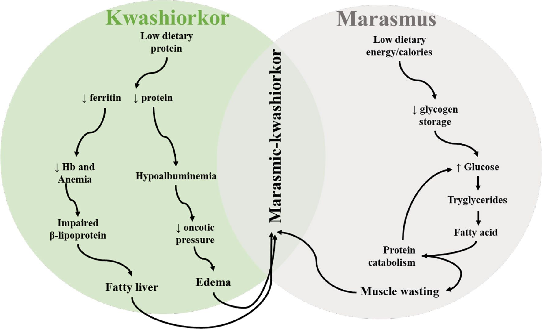 Frontiers Mechanisms Of Kwashiorkor Associated Immune Suppression