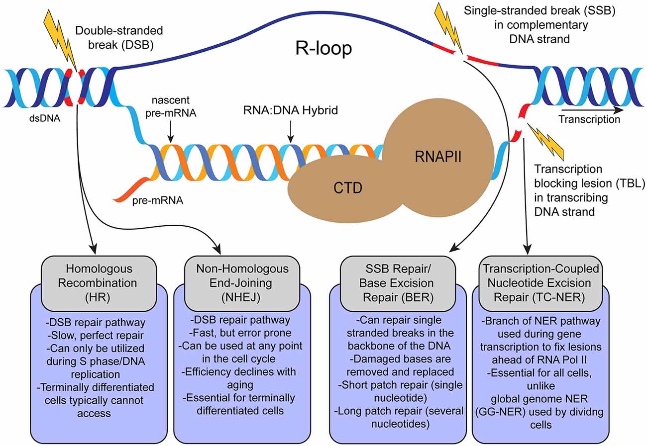 The Intriguing Logic Behind DNA Complementarity: Unveiled