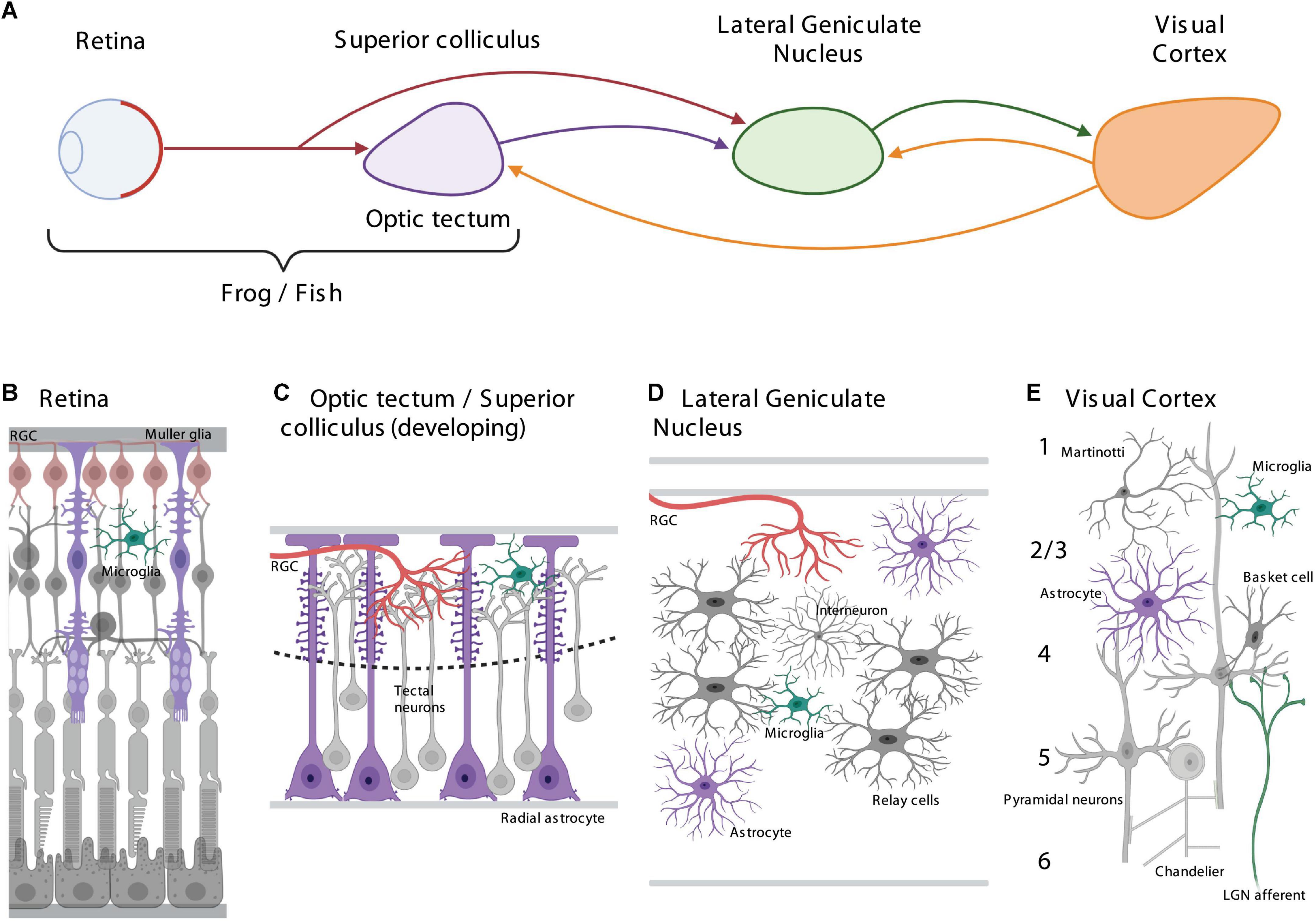 Frontiers  Exploring the Retinal Binding Cavity of