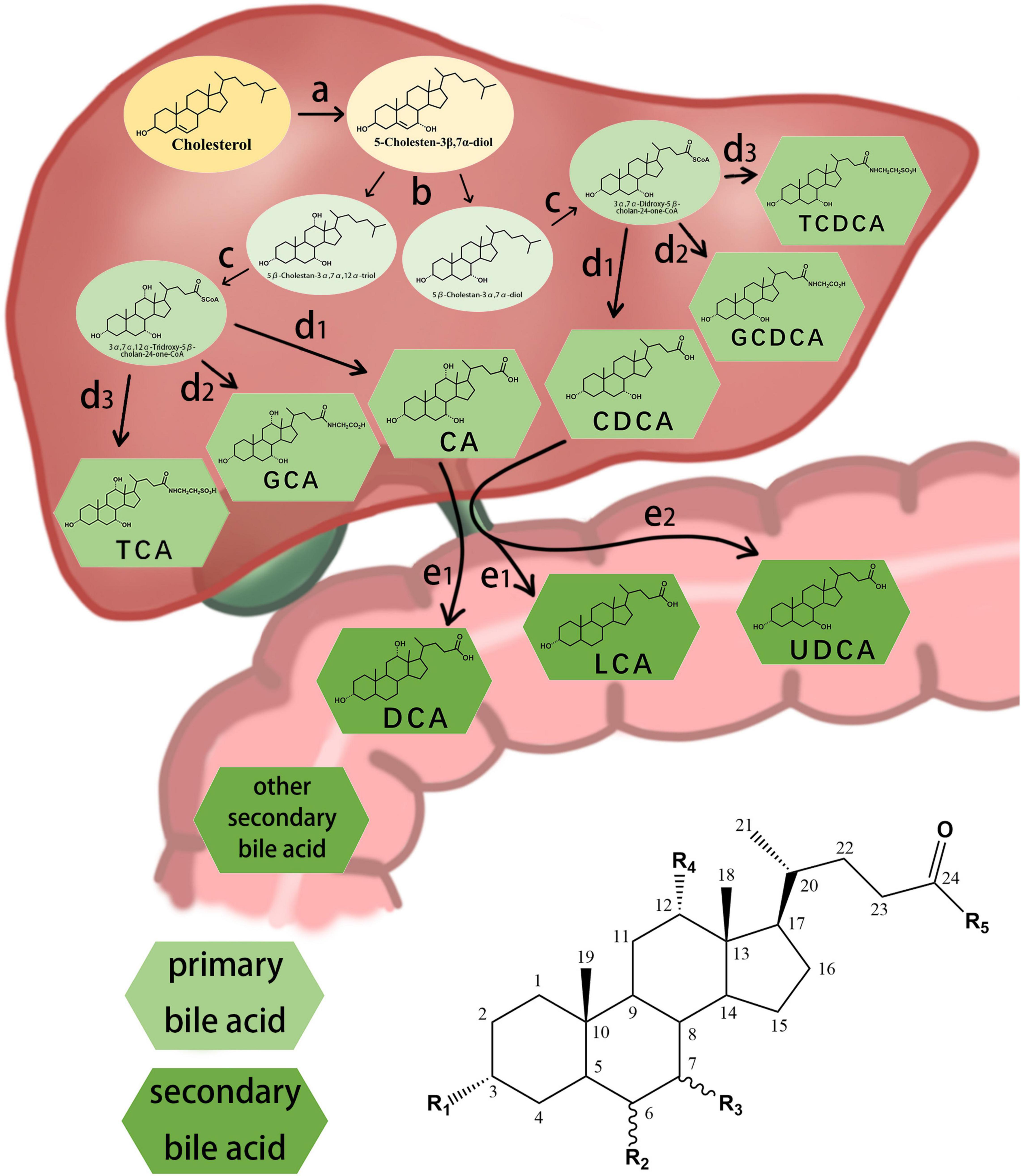 Frontiers Bile Acid Detection Techniques And Bile Acid Related Diseases