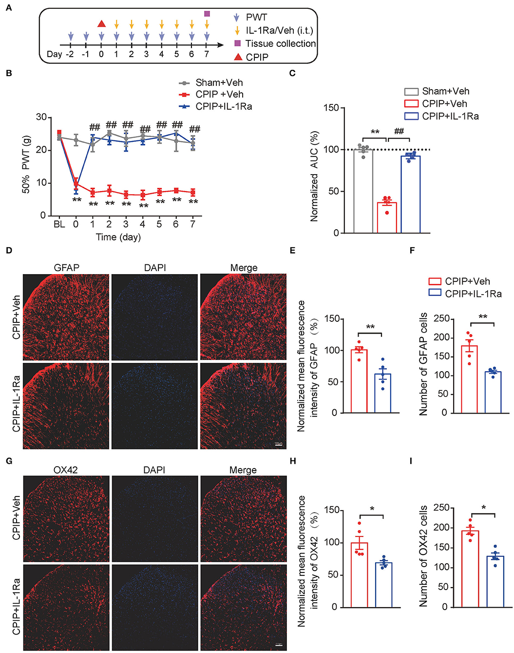 Frontiers | Electroacupuncture Ameliorates Mechanical