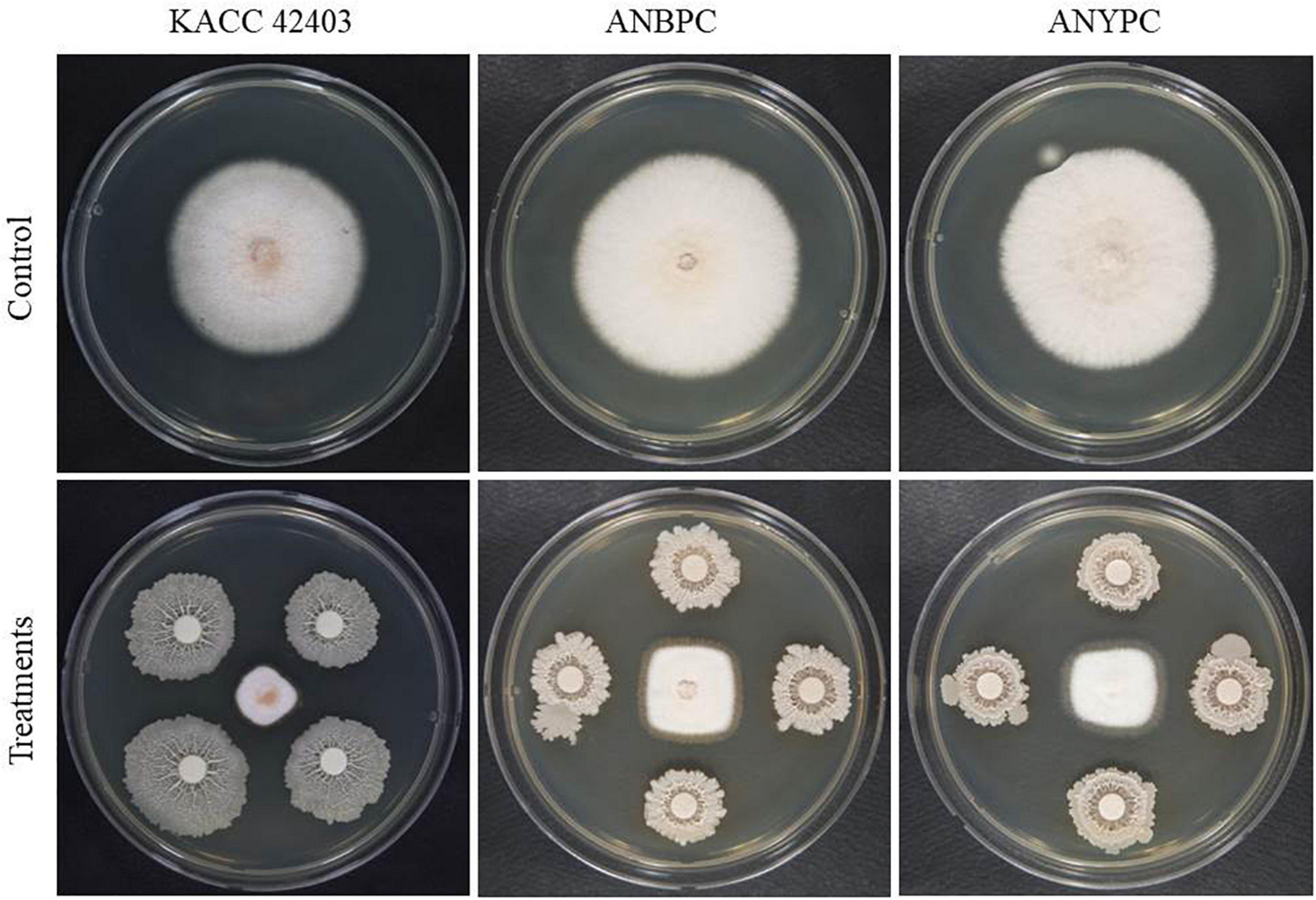 Frontiers Characterization of fungal pathogens and germplasm