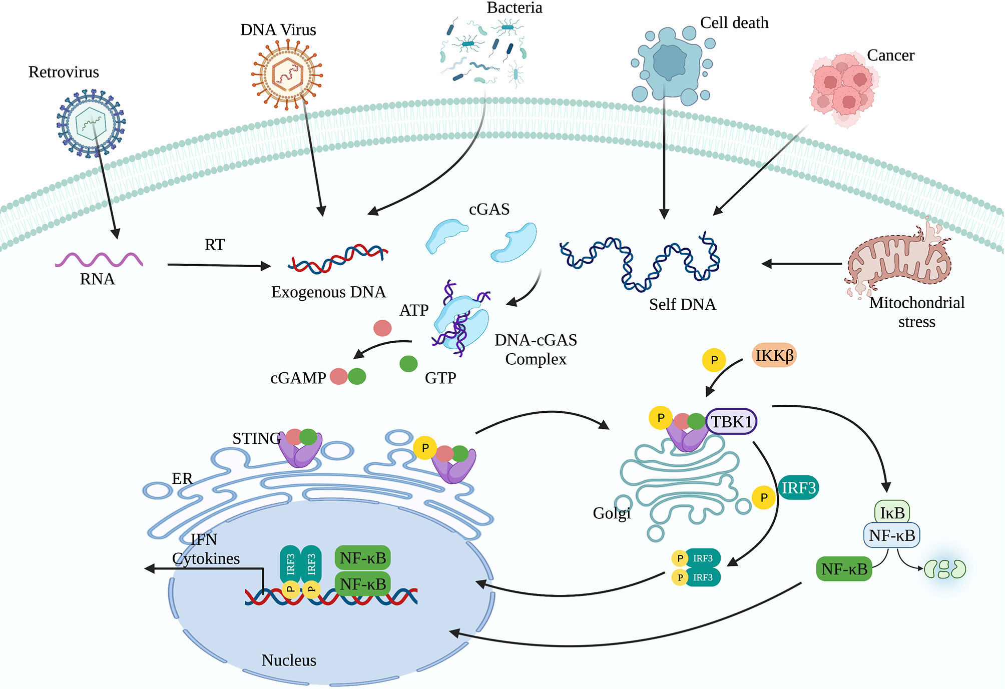 Telomere-to-mitochondria signalling by ZBP1 mediates replicative crisis