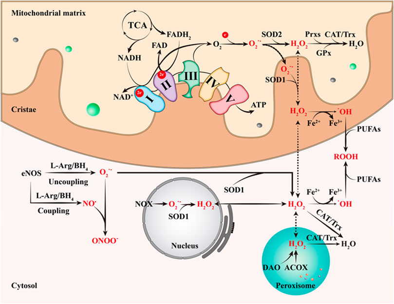 Frontiers | Mitochondrial Function and Reactive Oxygen/Nitrogen 