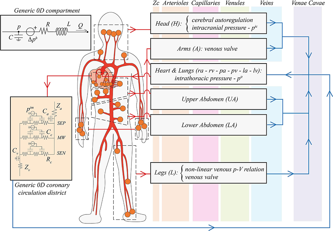 PDF] Tilt-table test: its role in modern practice.