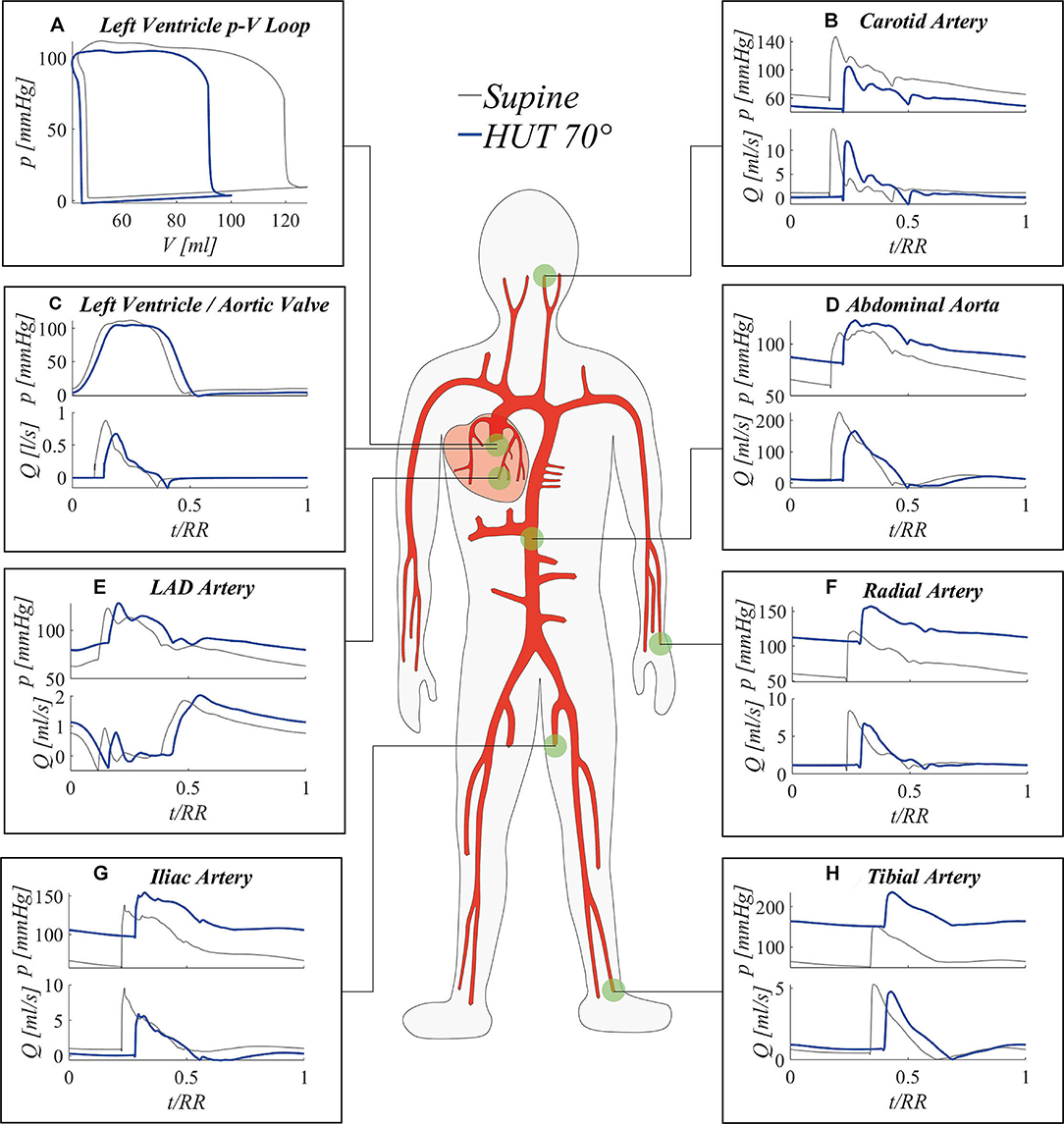 Cardiovascular responses to leg muscle loading during head-down