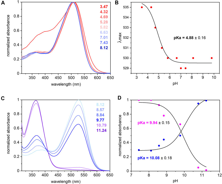 Frontiers  The Photoreaction of the Proton-Pumping Rhodopsin 1