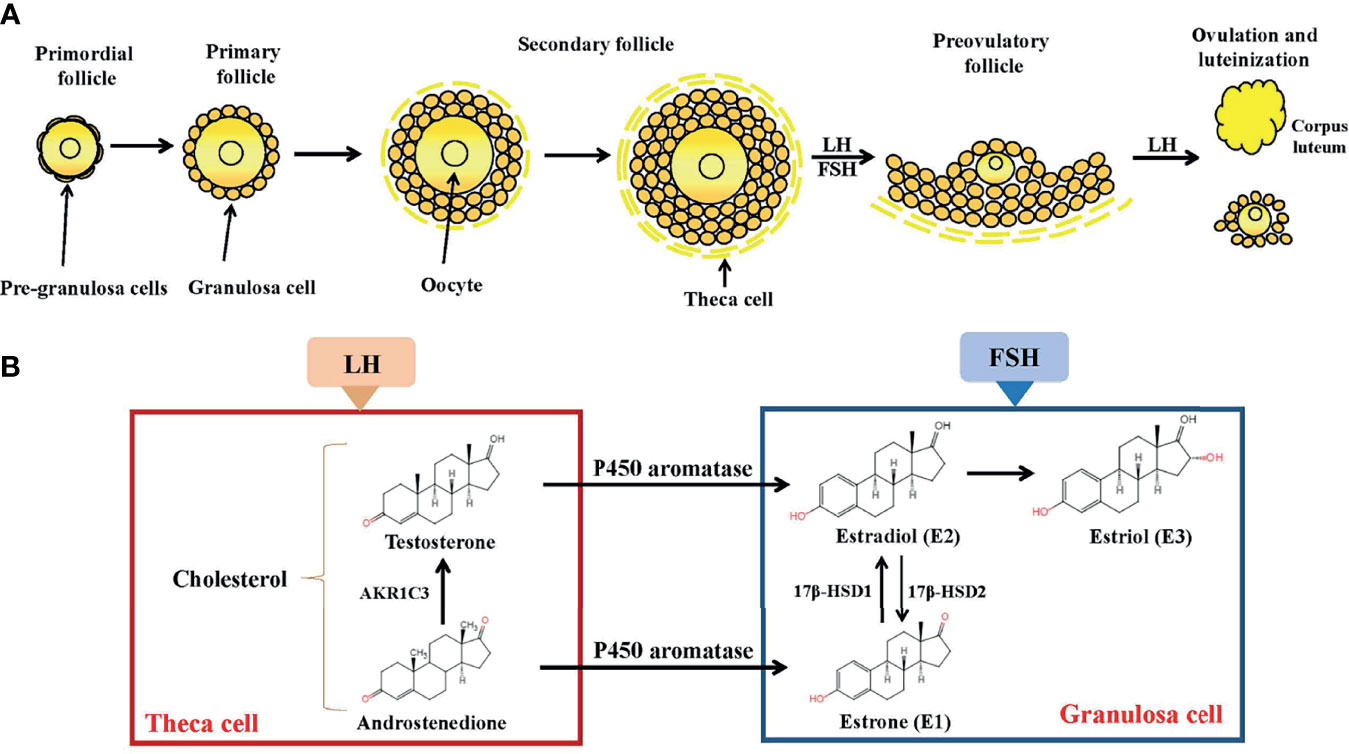 The Role of Estrace (Estradiol) in IVF