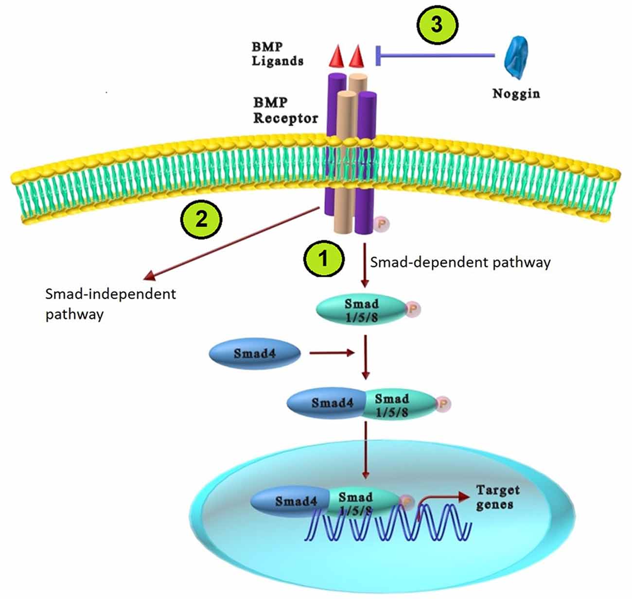 Frontiers | the cross-talks among bone morphogenetic protein (bmp