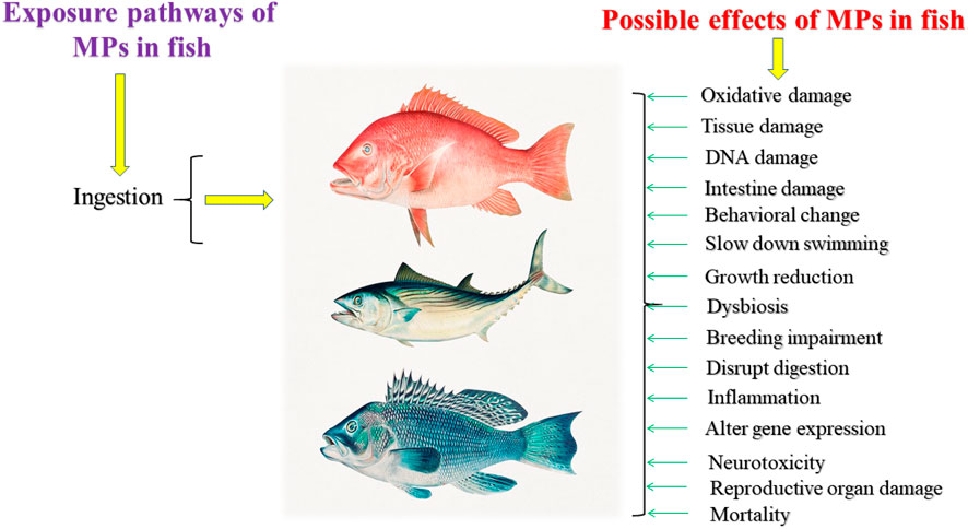 Frontiers  Effects of Microplastics on Fish and in Human Health