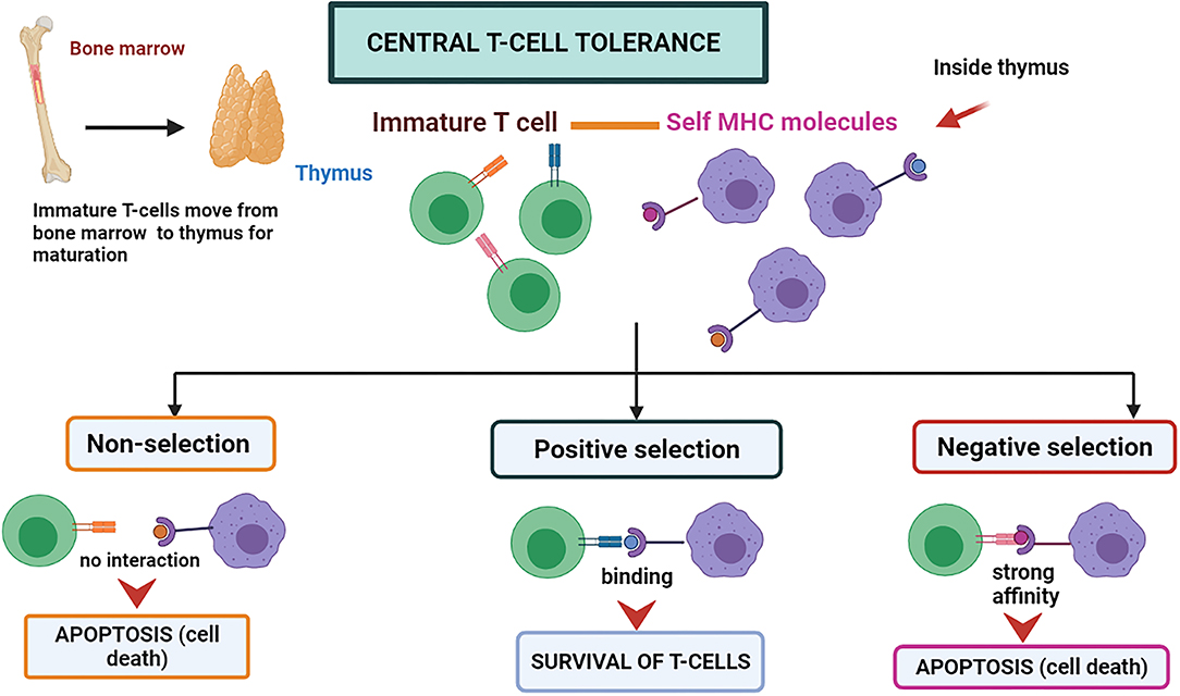 Full article: Interactions of Autophagy and the Immune System in Health and  Diseases