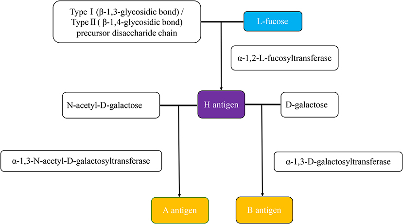 forward blood grouping principle