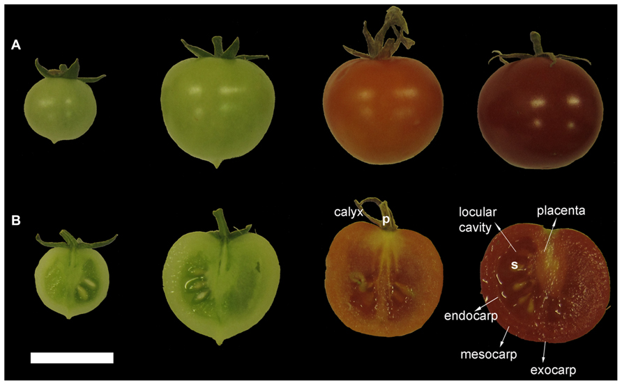 Внутреннее строение томата. Строение помидора. Морфологическое строение томата. Томат строение растения. Строение помидора для детей.