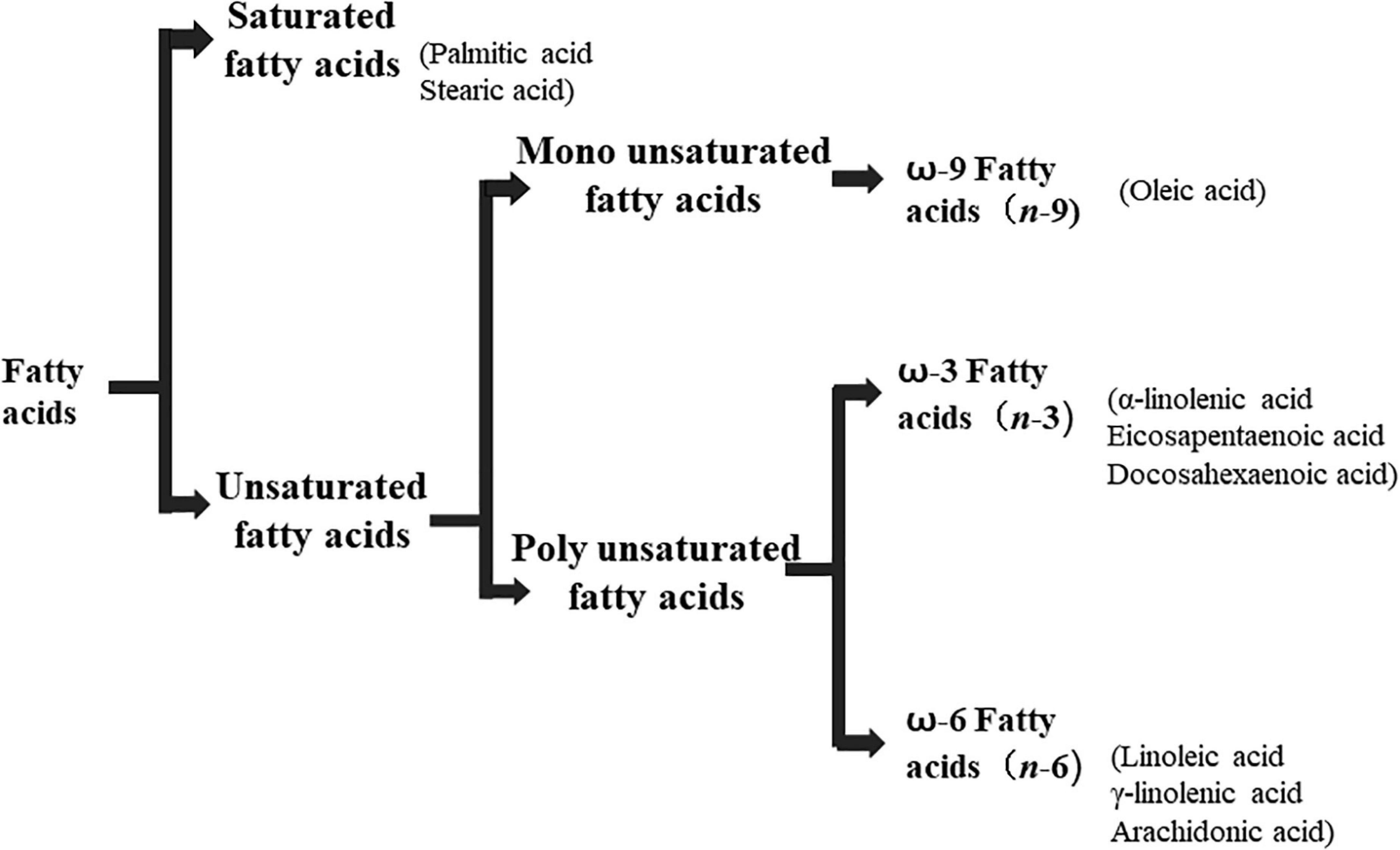 4: Fatty acids. (A) Stearic acid (saturated). (B) Elaidic acid