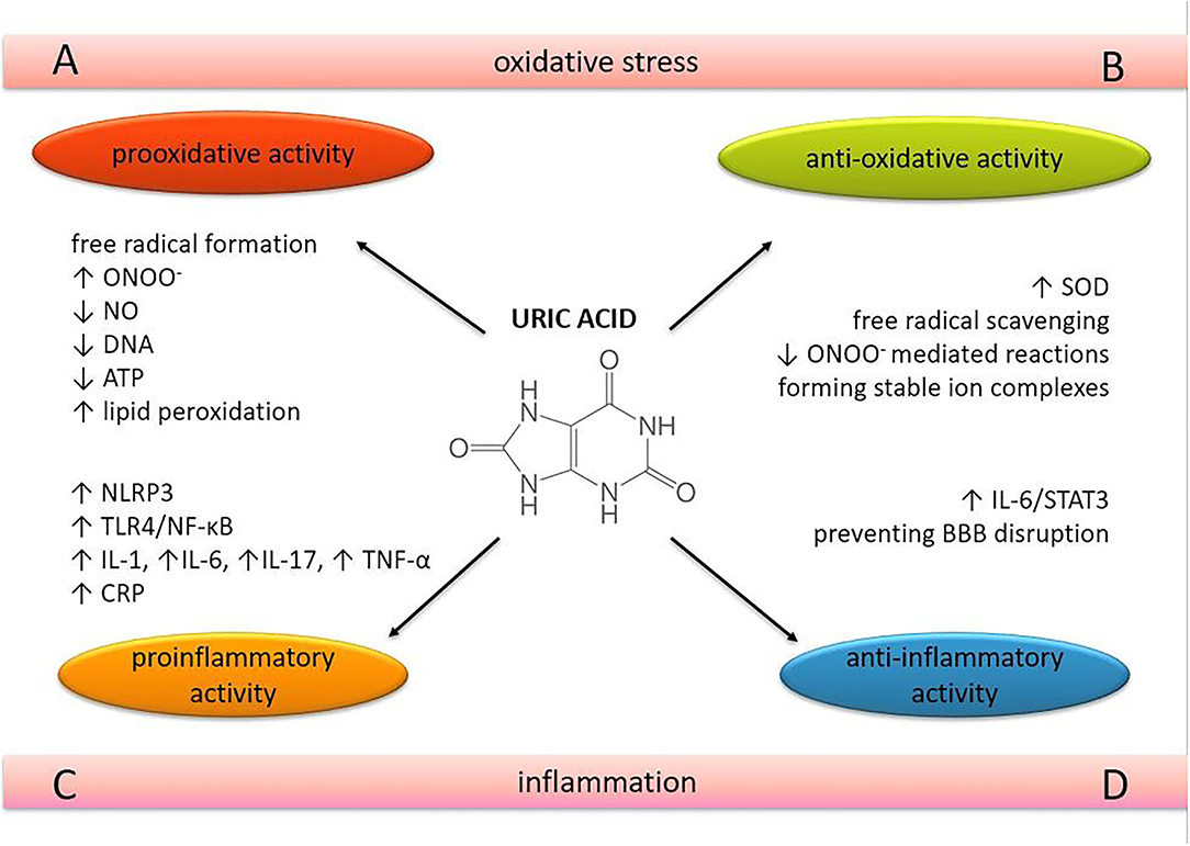 Frontiers The Influence Of Serum Uric Acid On The Brain And Cognitive