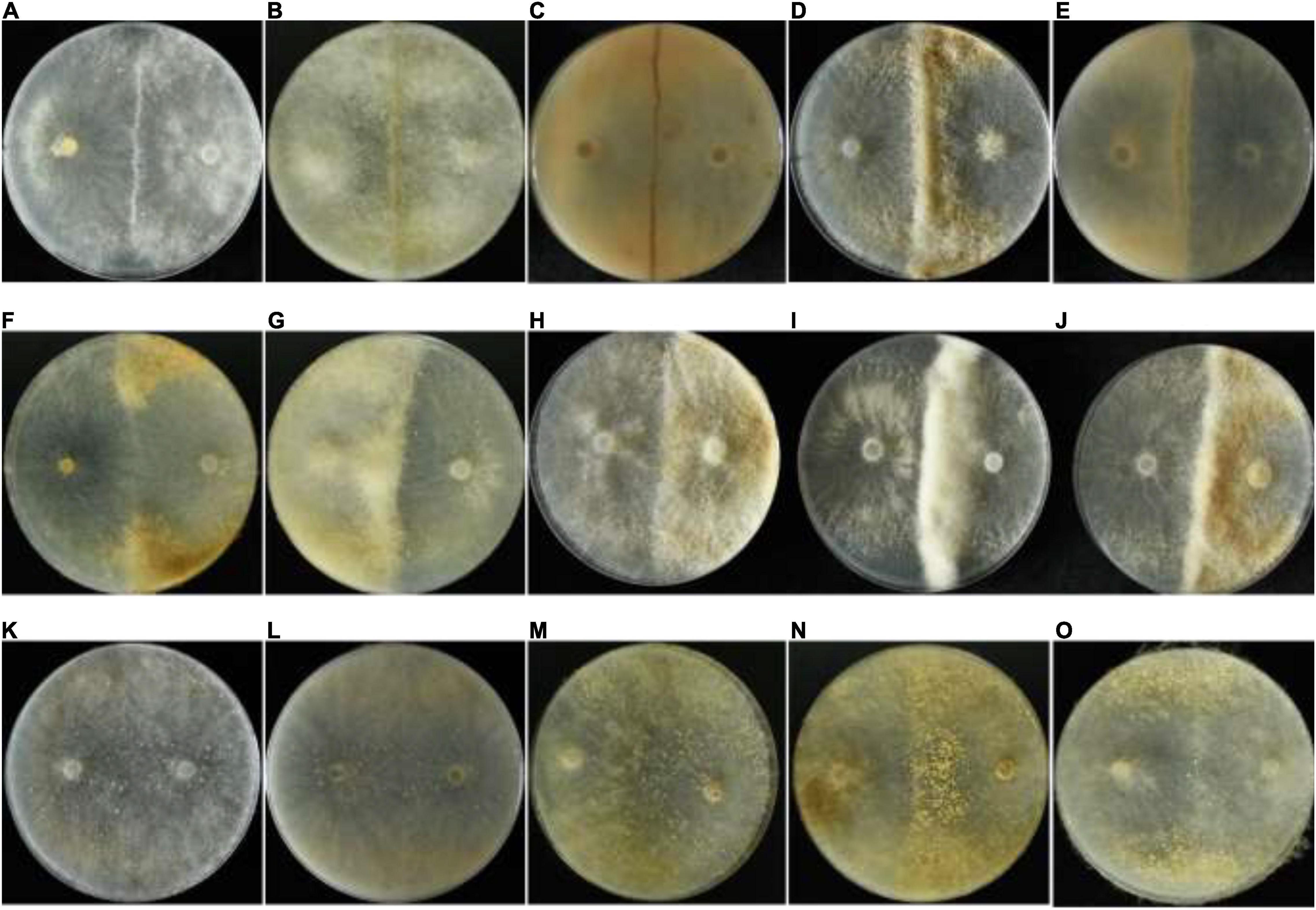 Frontiers  Characterization of fungal pathogens and germplasm