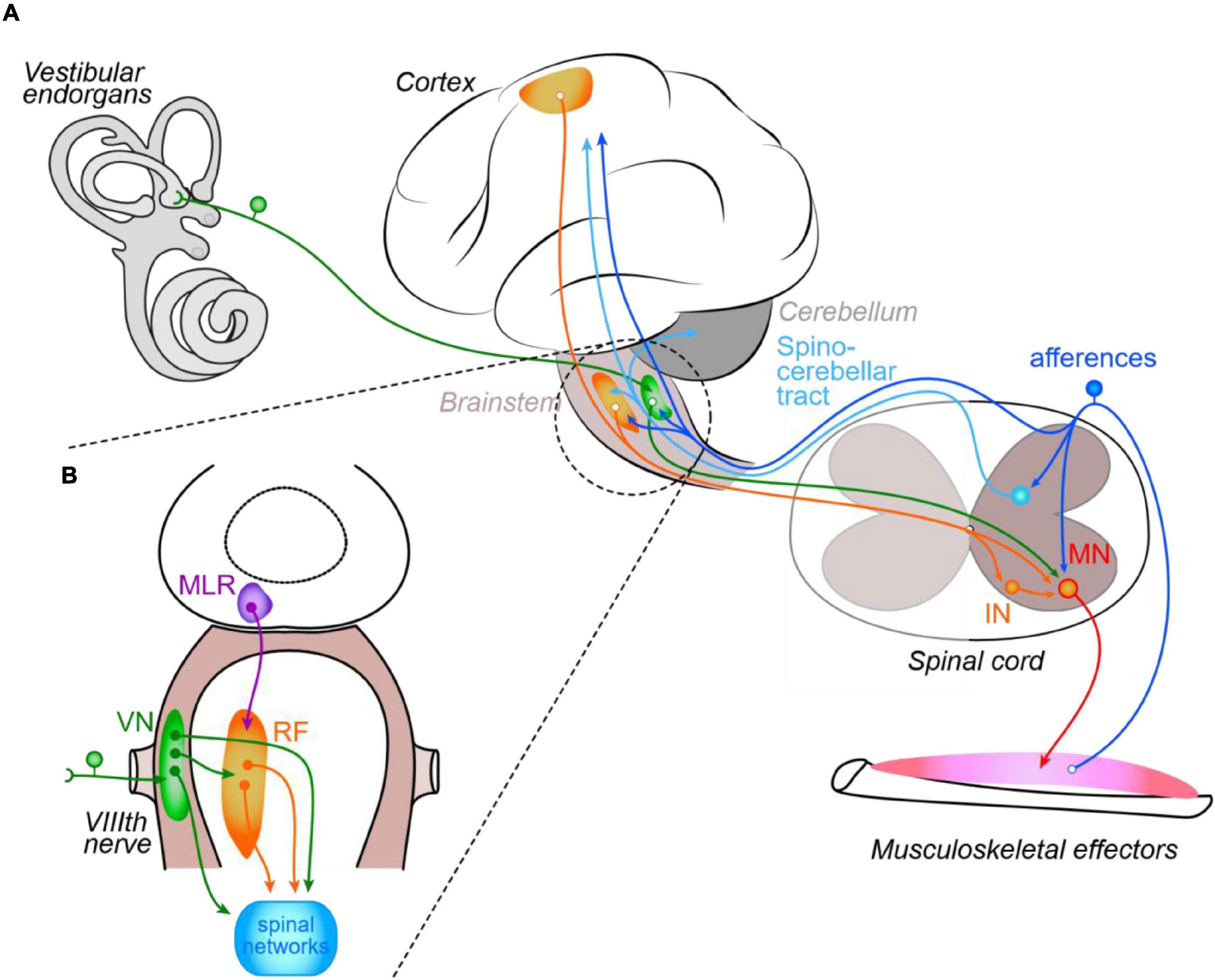 Molecular blueprints for spinal circuit modules controlling locomotor speed  in zebrafish