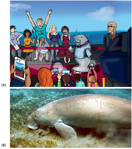 Figure 1 - (A) The dugong, a charismatic ocean species that many people like to photograph.