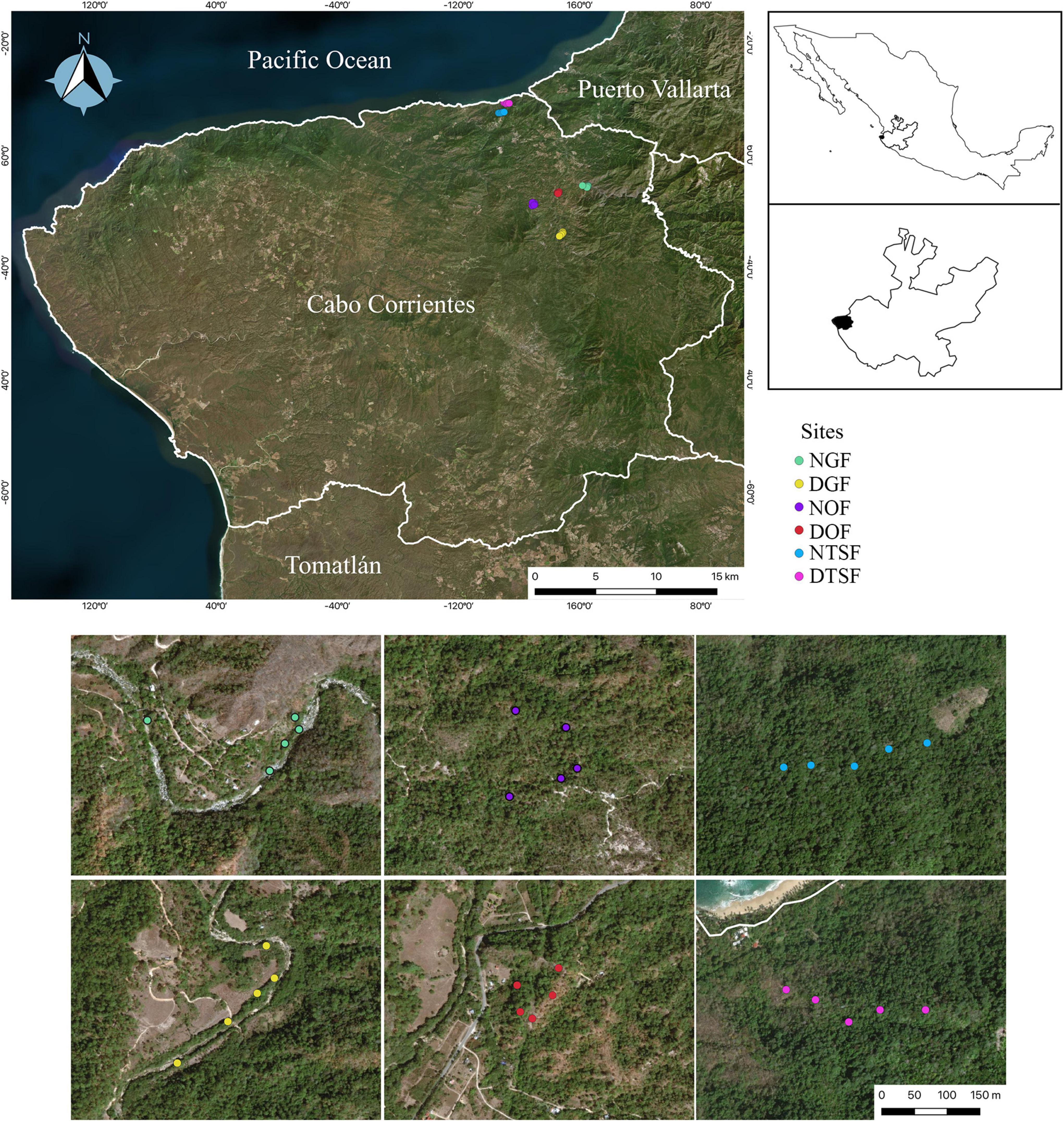 PDF) Occurrence of Ariopsis protanthera N.E. Br. (Araceae) in Darjeeling  Hills: A new record for the flora of West Bengal, India