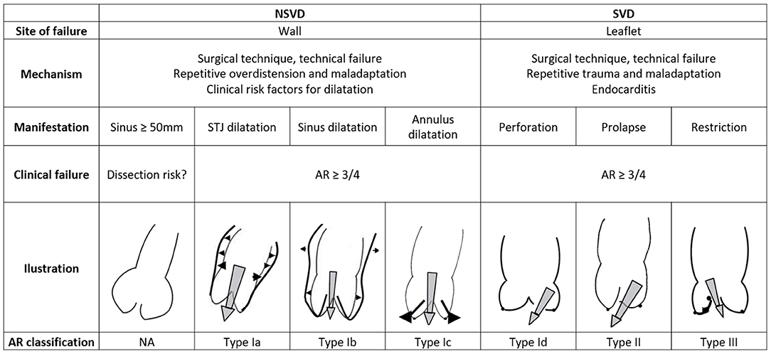 Frontiers  Understanding Pulmonary Autograft Remodeling After the