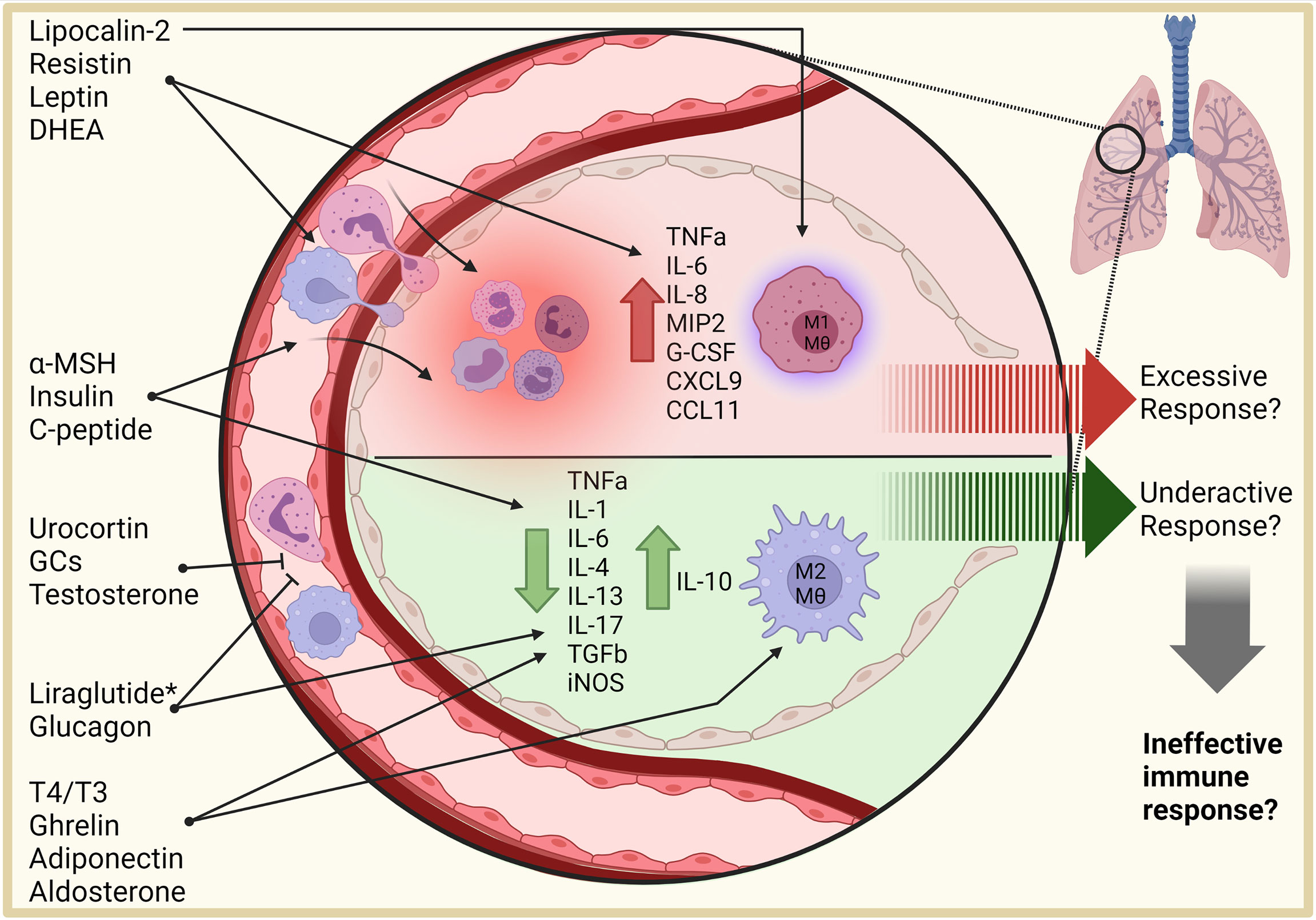 Frontiers  Inflammation and immune cell abnormalities in