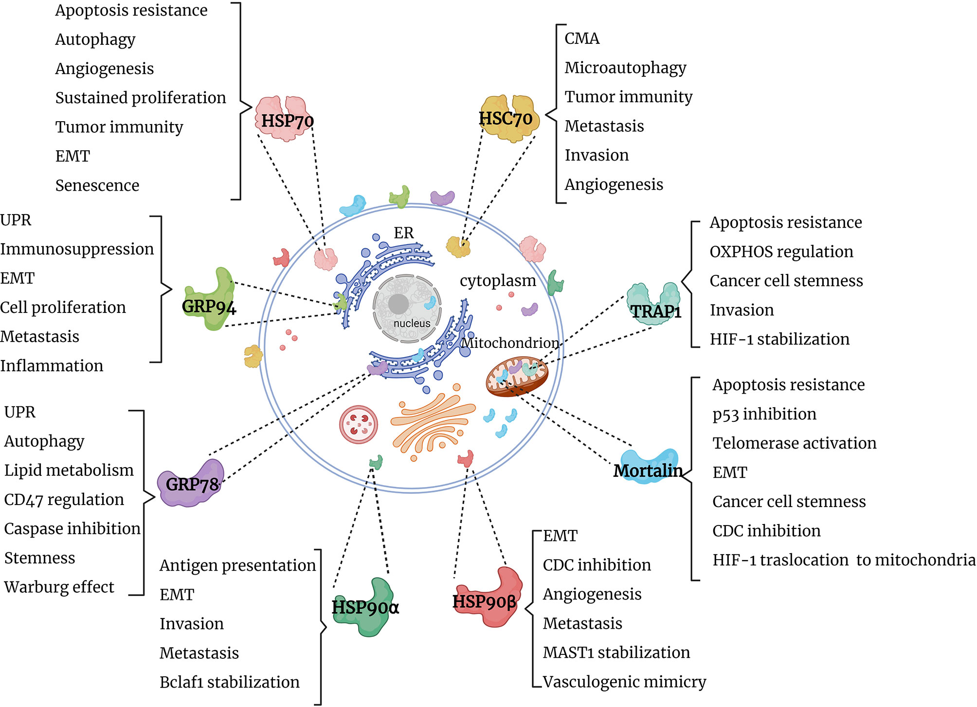 Frontiers HSP70 and HSP90 in Cancer Cytosolic, Endoplasmic Reticulum