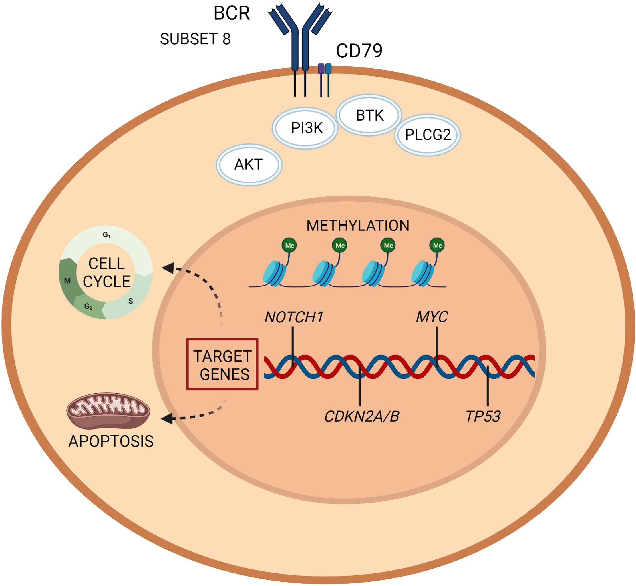 Frontiers | Biology and Treatment of Richter Transformation