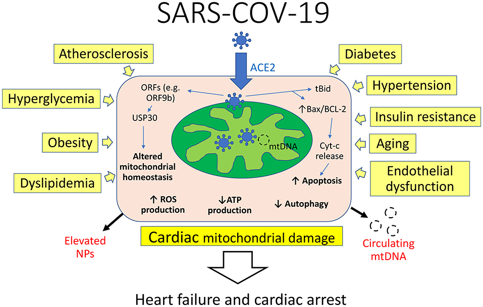 Mitochondrial DNA and TLR9 activation contribute to SARS-CoV-2-induced  endothelial cell damage. - Abstract - Europe PMC