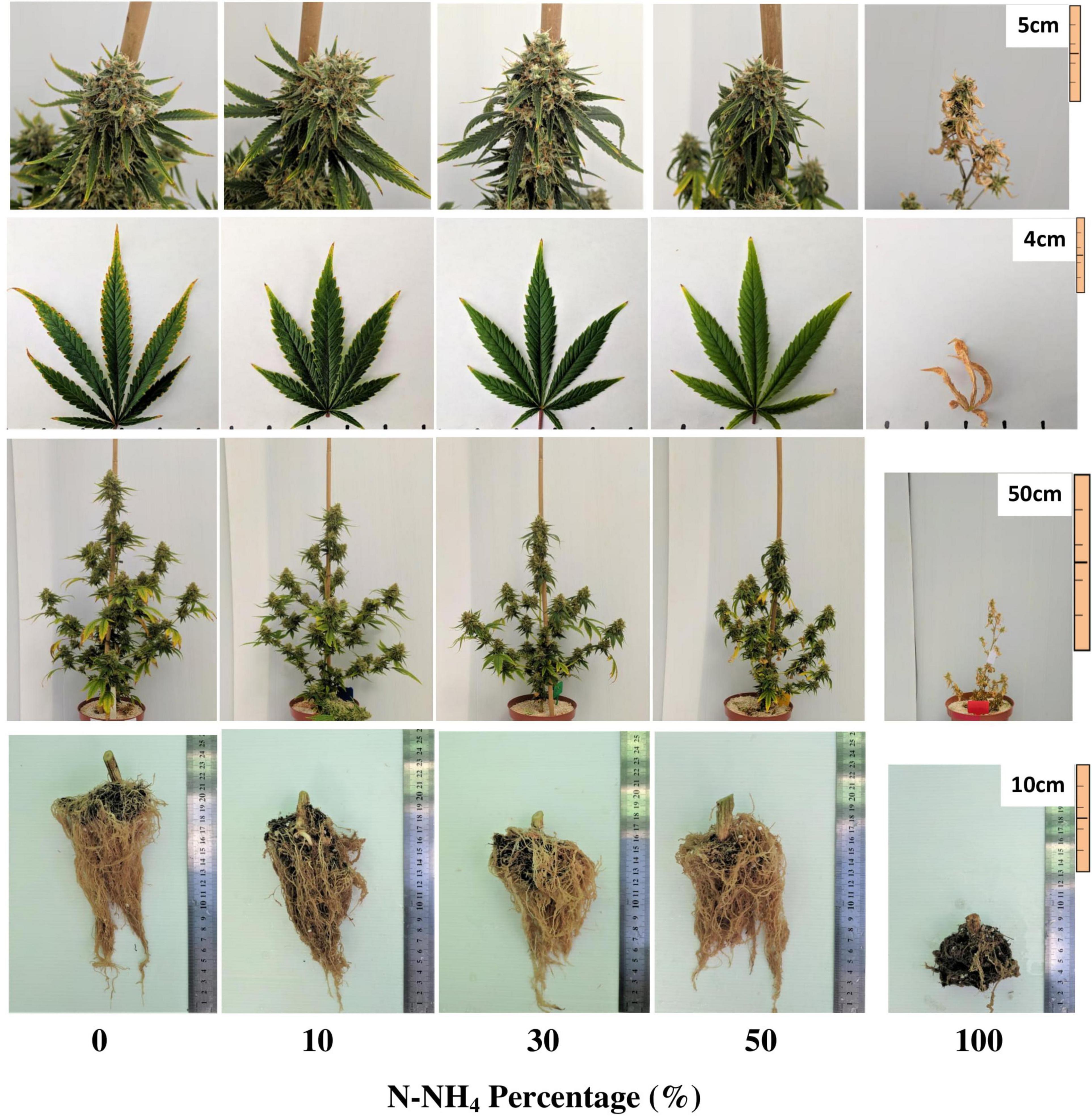 10 Interesting Facts About Growing Marijuana