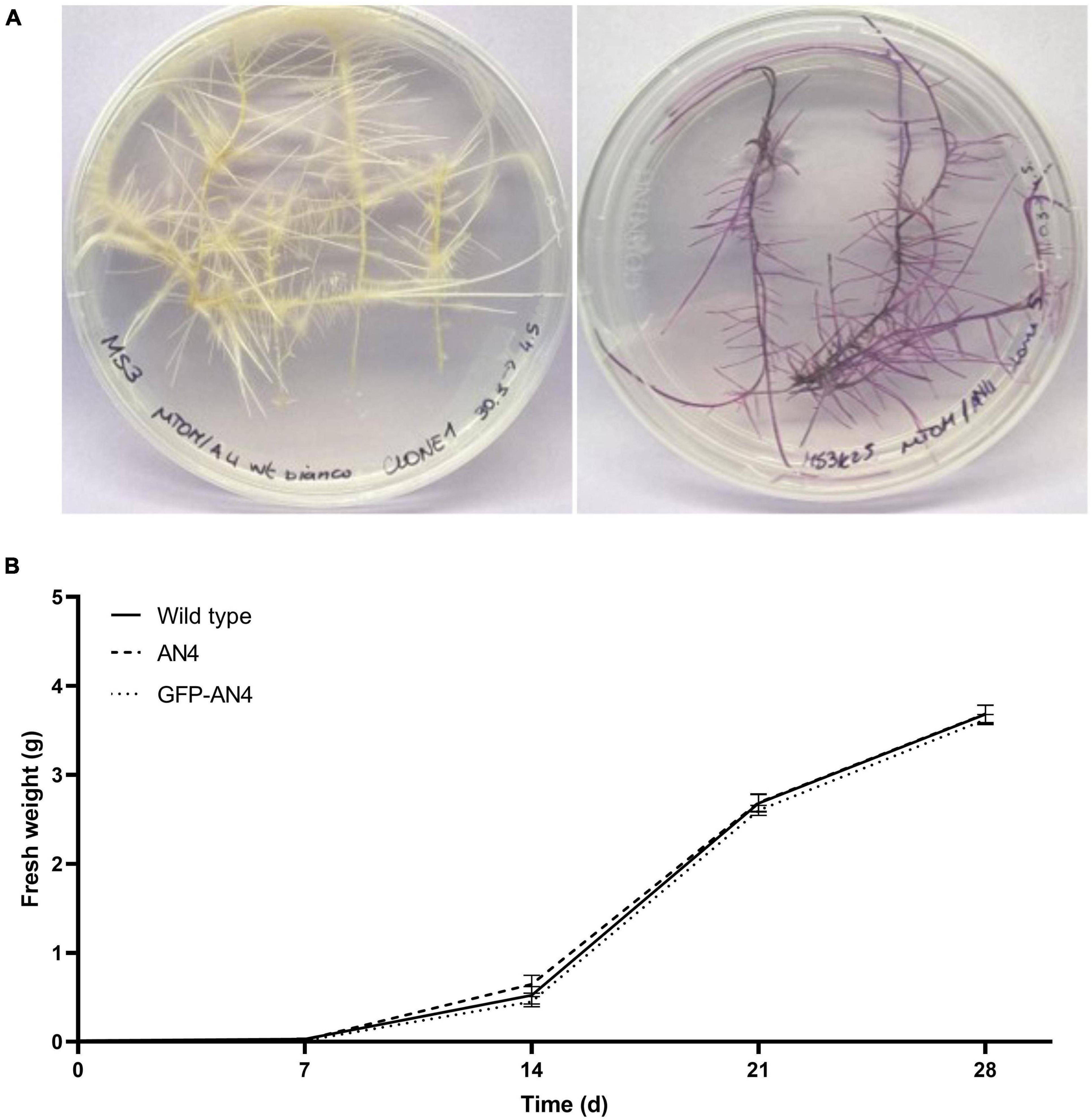 Biomass suspensions of single mold colonies photographed when excited