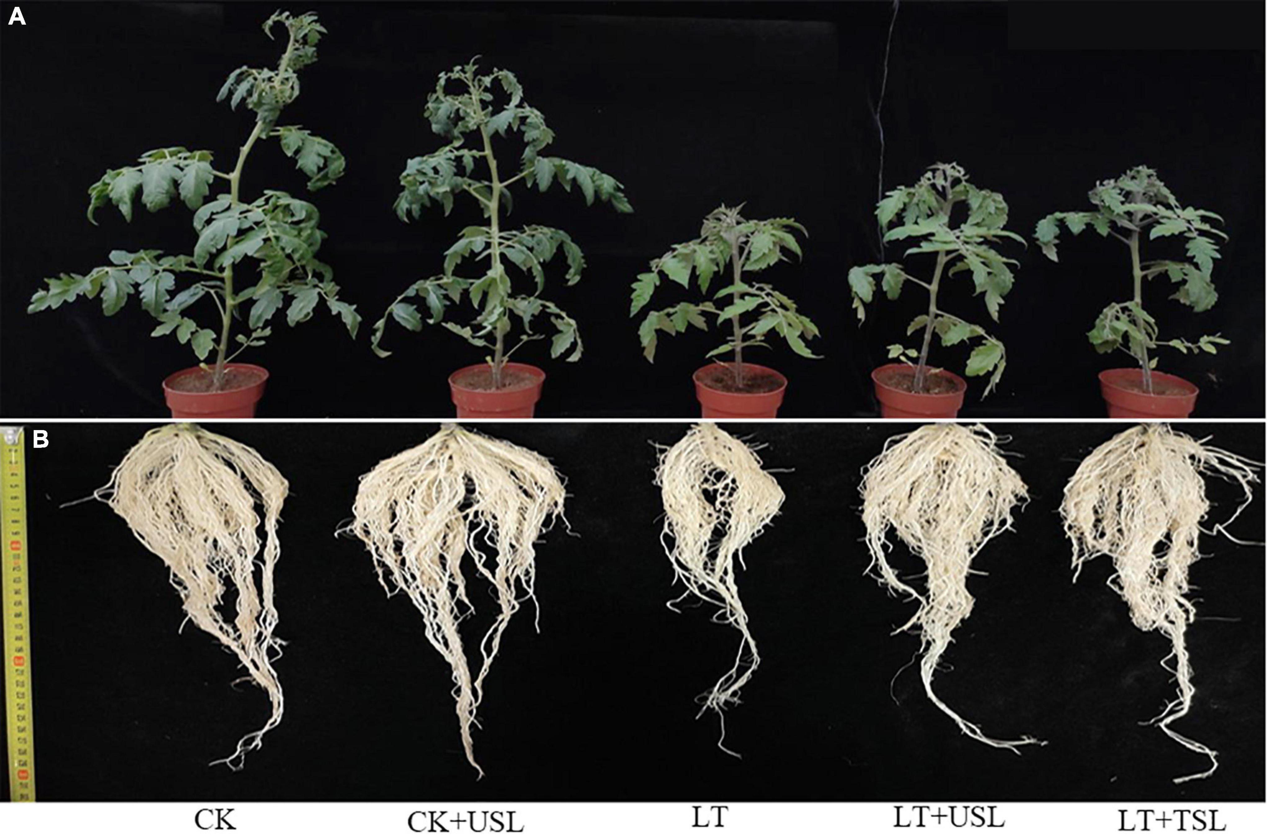 What Causes Differential Growth in Stem Plant Cells 