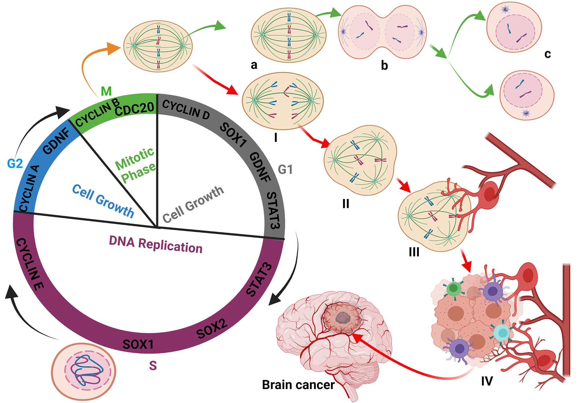 brain cancer cell