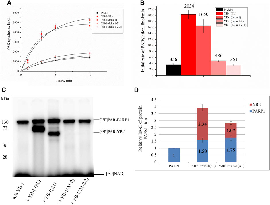 Poly(ADP-ribosyl)ation of PARP1 and YB-1. A. Time course of PARP1